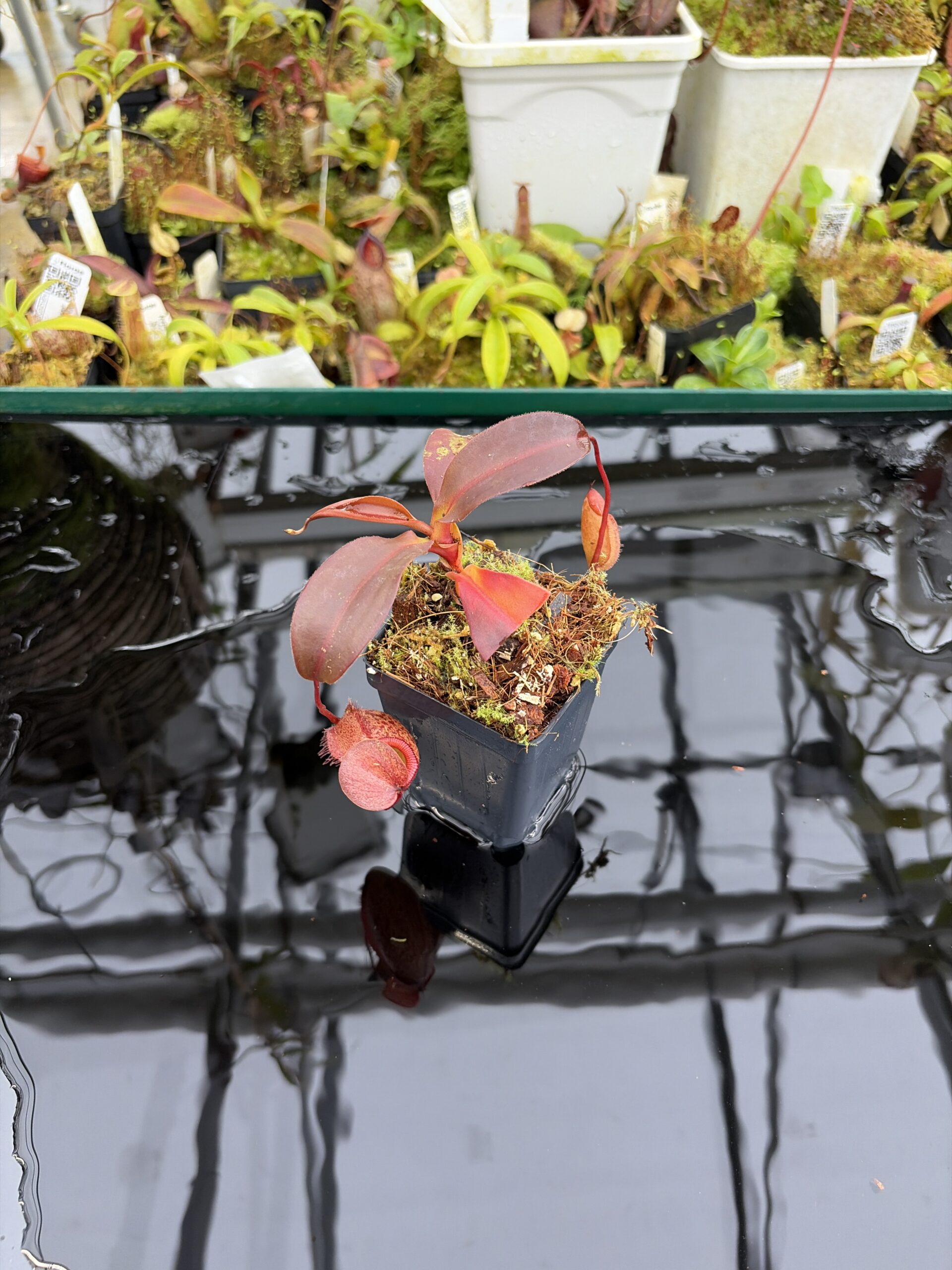 Wide Angle of Nepenthes rajah x gymnamphora | Borneo Exotics | BE-4575 | H27121