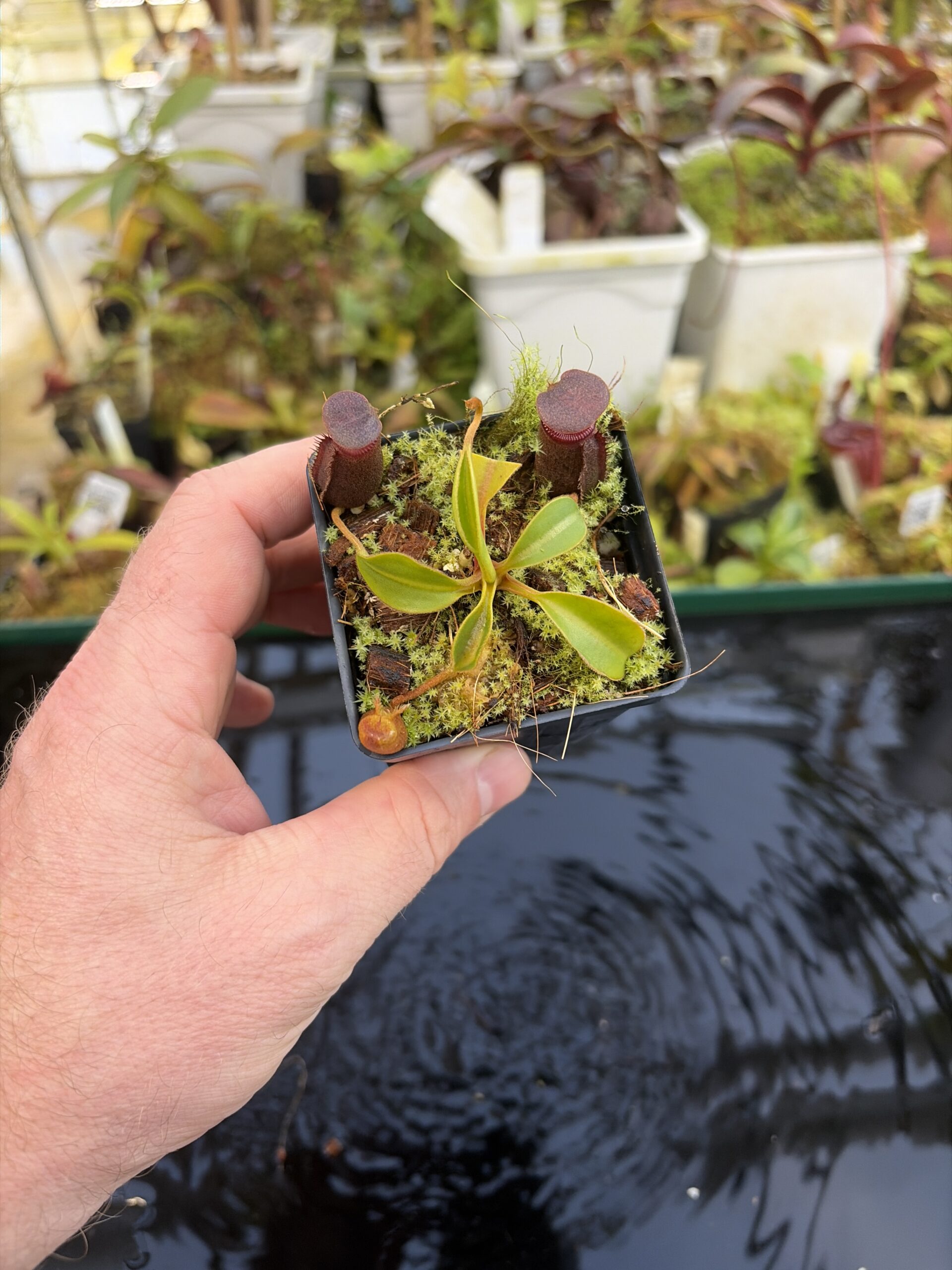 Wide Angle of Nepenthes rajah x lowii | Borneo Exotics | BE-4529 | H27429