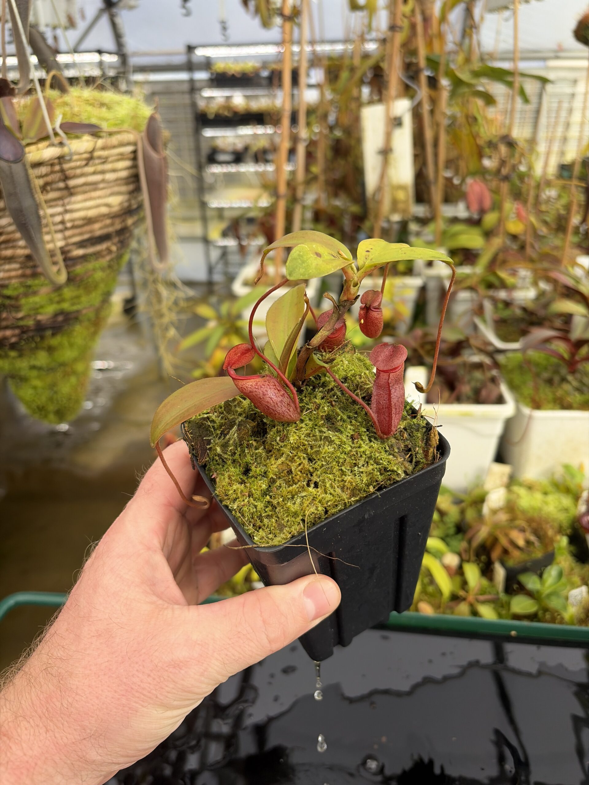 Wide Angle of Nepenthes rajah x mira | Borneo Exotics | BE-3518 | H27388