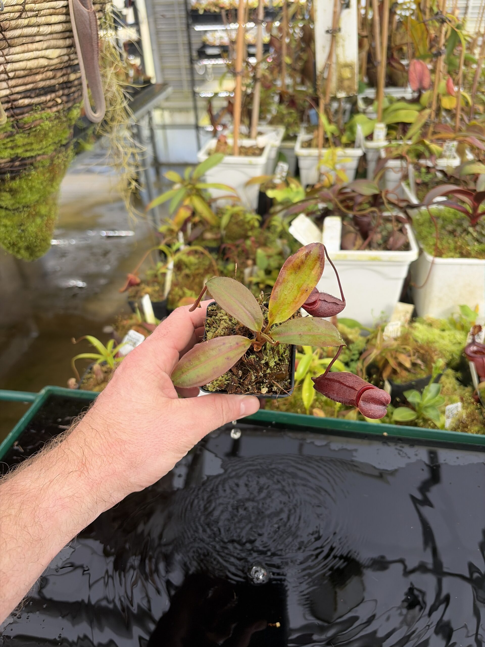 Wide Angle of Nepenthes rajah x mira | Borneo Exotics | BE-3518 | H27397