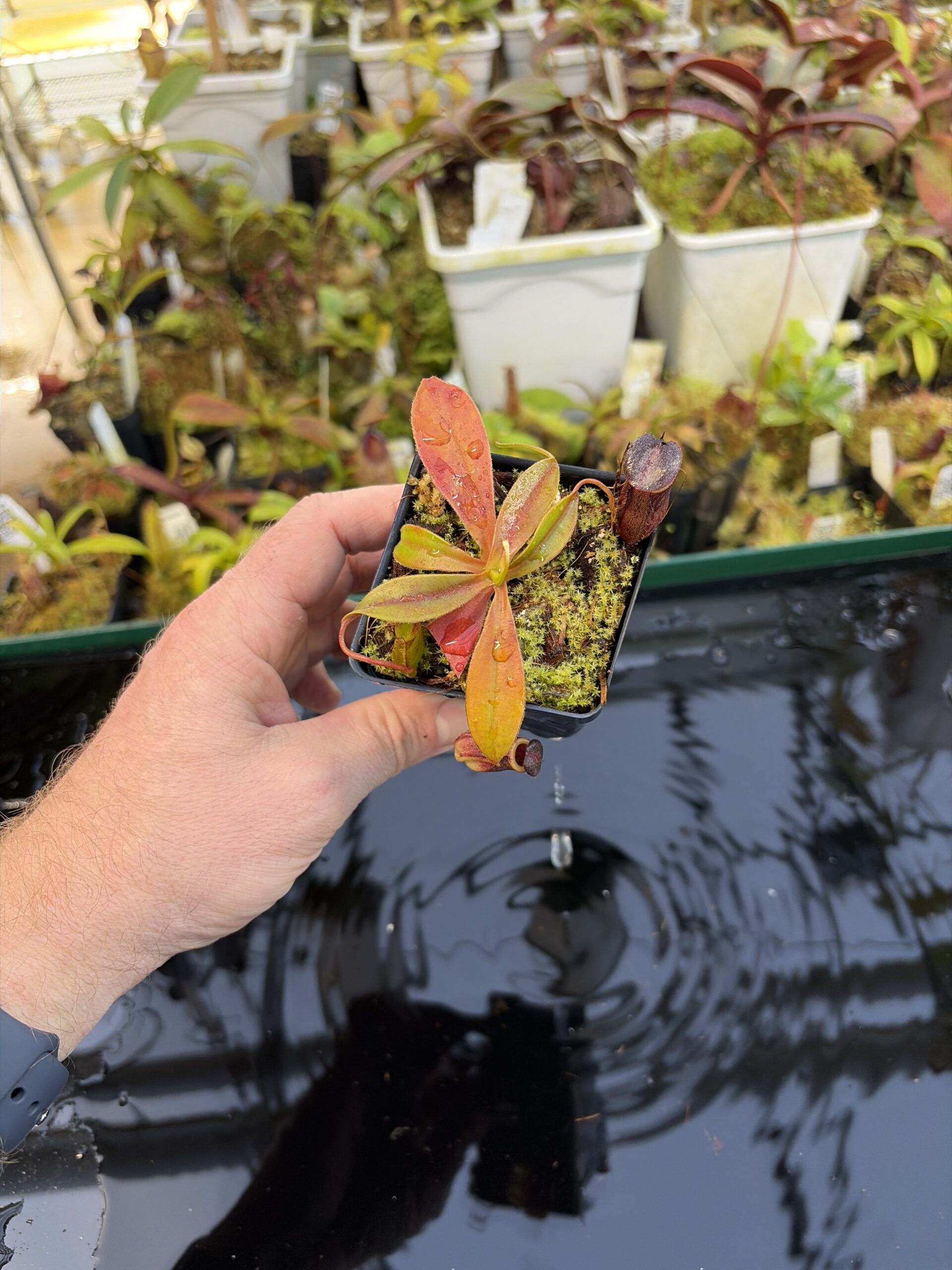Wide Angle of Nepenthes rajah x tenuis | Borneo Exotics | BE-4083 | H27084
