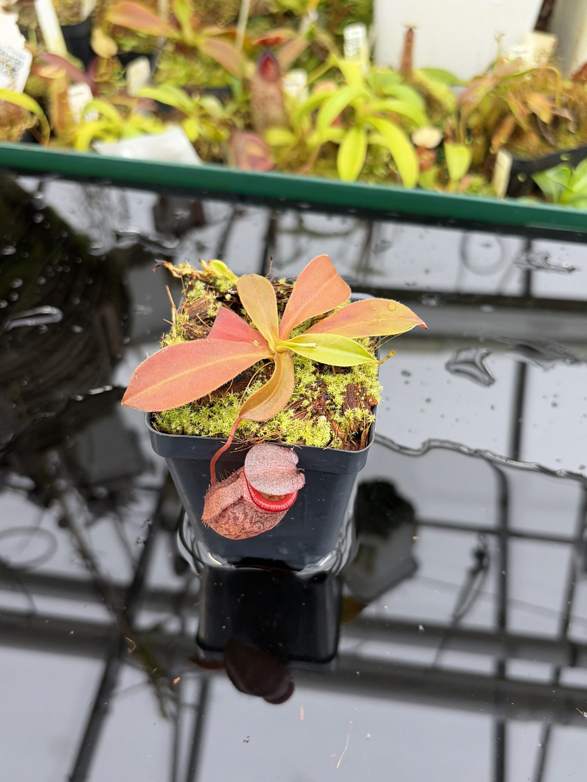 Wide Angle of Nepenthes rajah x tenuis | Borneo Exotics | BE-4083 | H27165