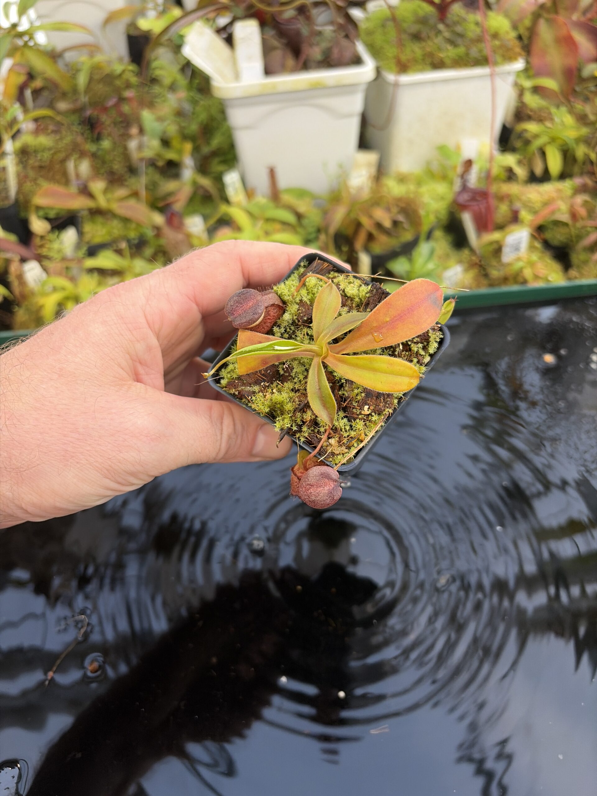Wide Angle of Nepenthes rajah x tenuis | Borneo Exotics | BE-4083 | H27428