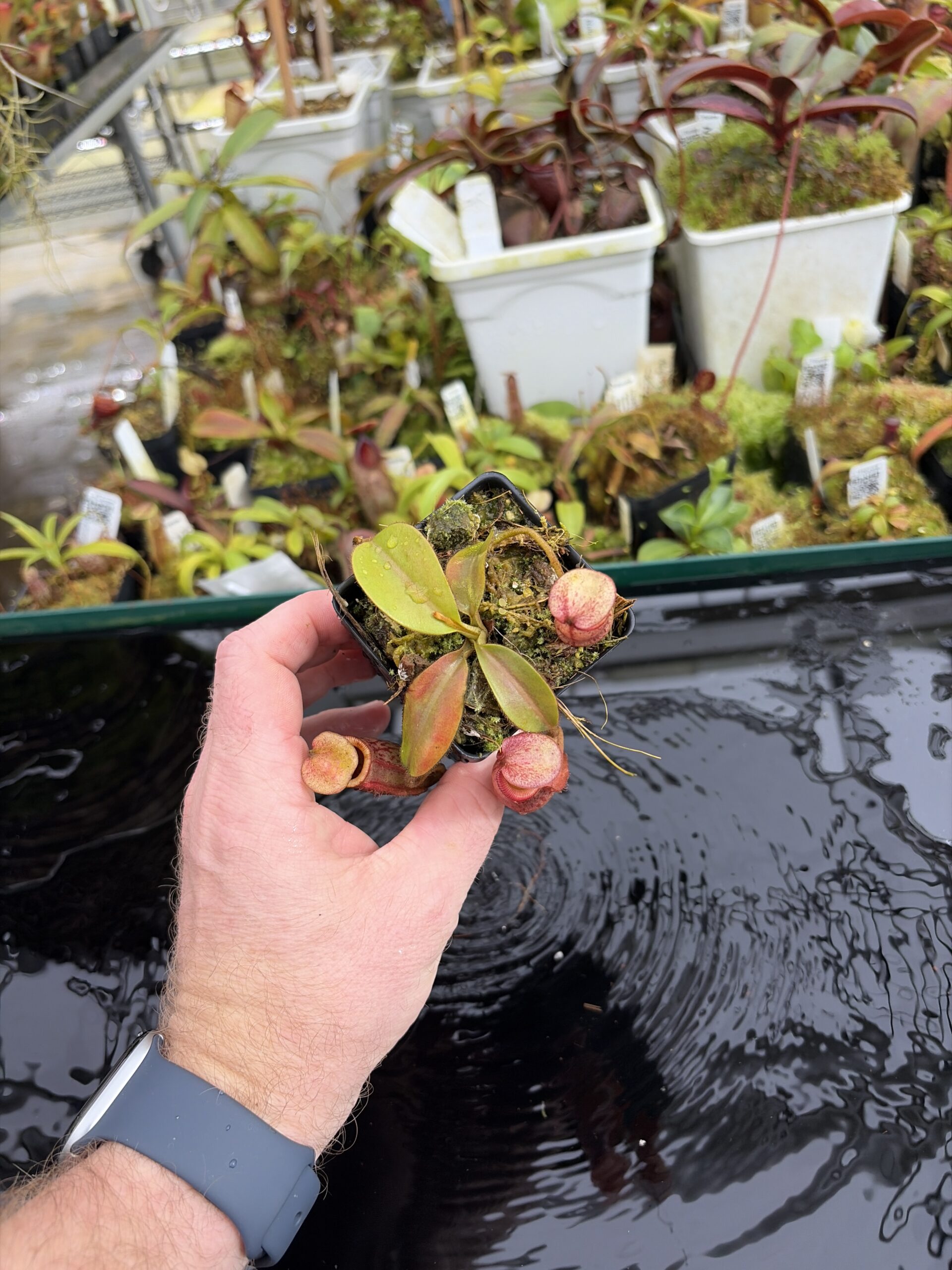 Wide Angle of Nepenthes rajah x veitchii | Borneo Exotics | BE-3730 | H27113