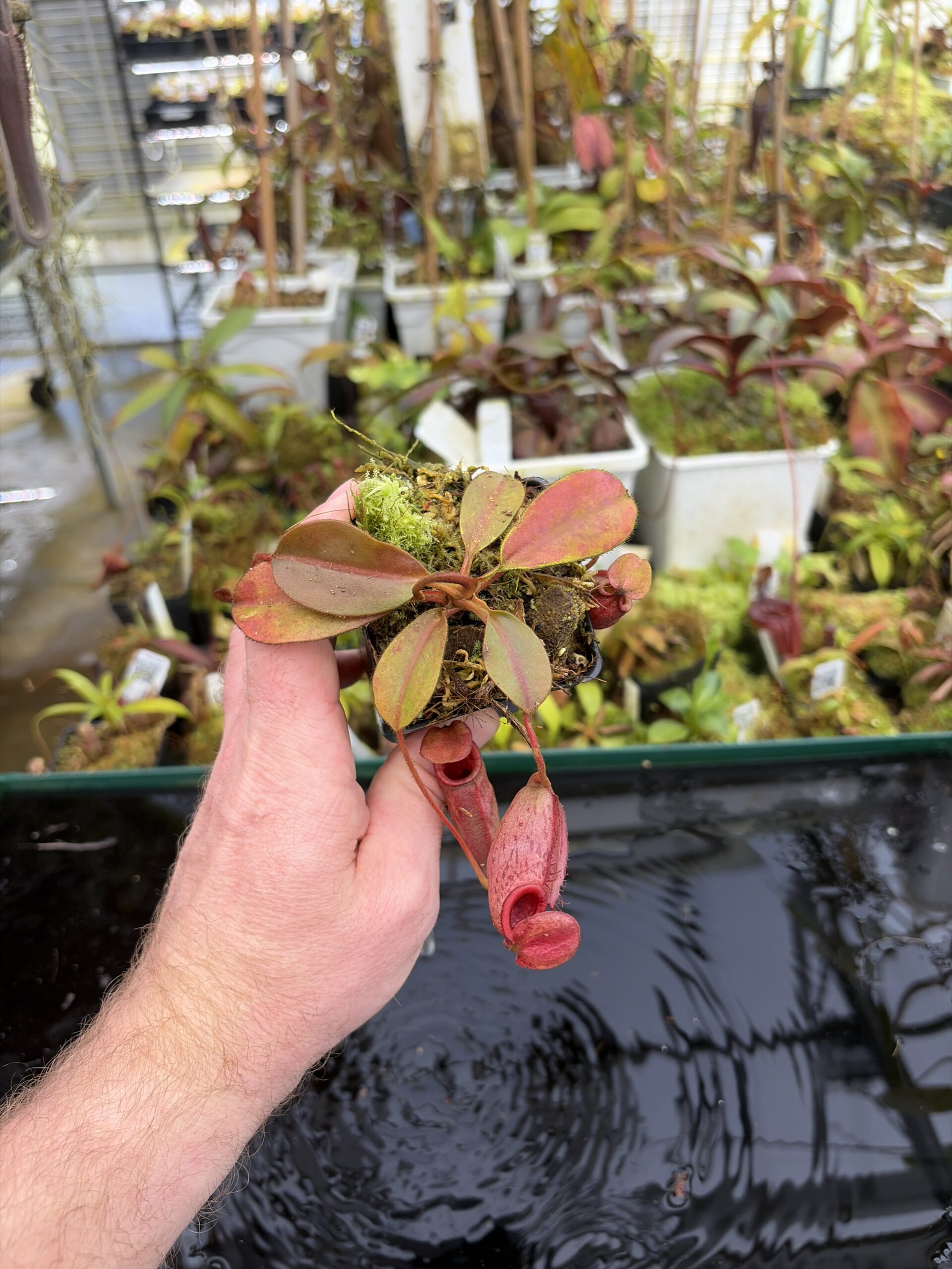 Wide Angle of Nepenthes rajah x veitchii | Borneo Exotics | BE-3730 | H27407