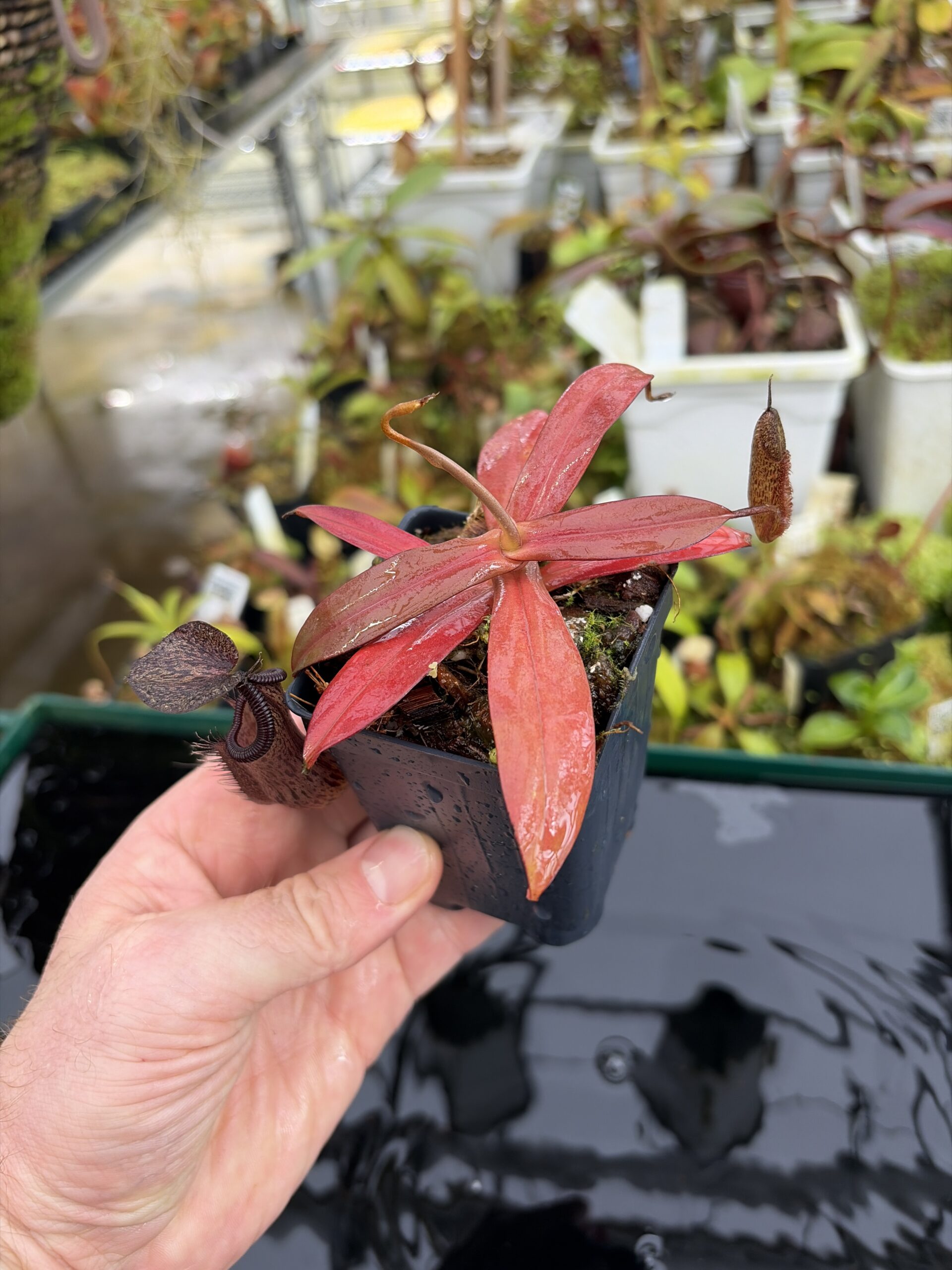 Wide Angle of Nepenthes ramispina x hamata | Borneo Exotics | BE-4569 | H27120