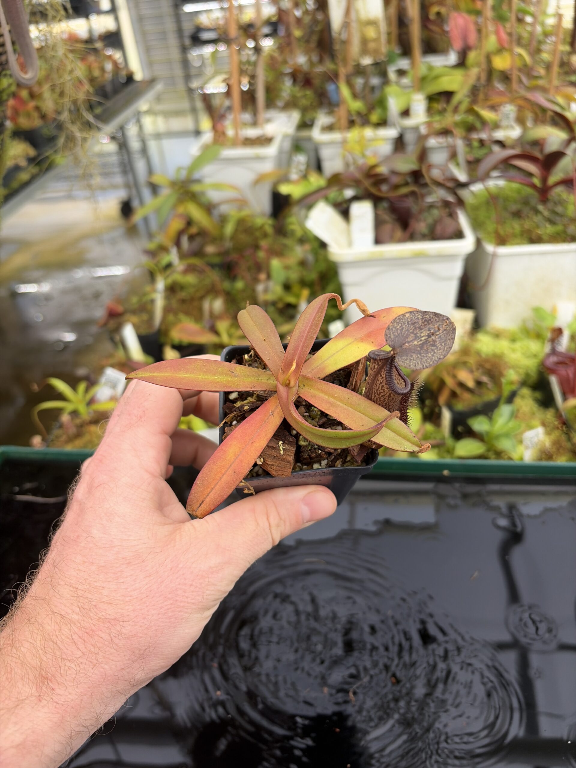 Wide Angle of Nepenthes ramispina x hamata | Borneo Exotics | BE-4569 | H27402