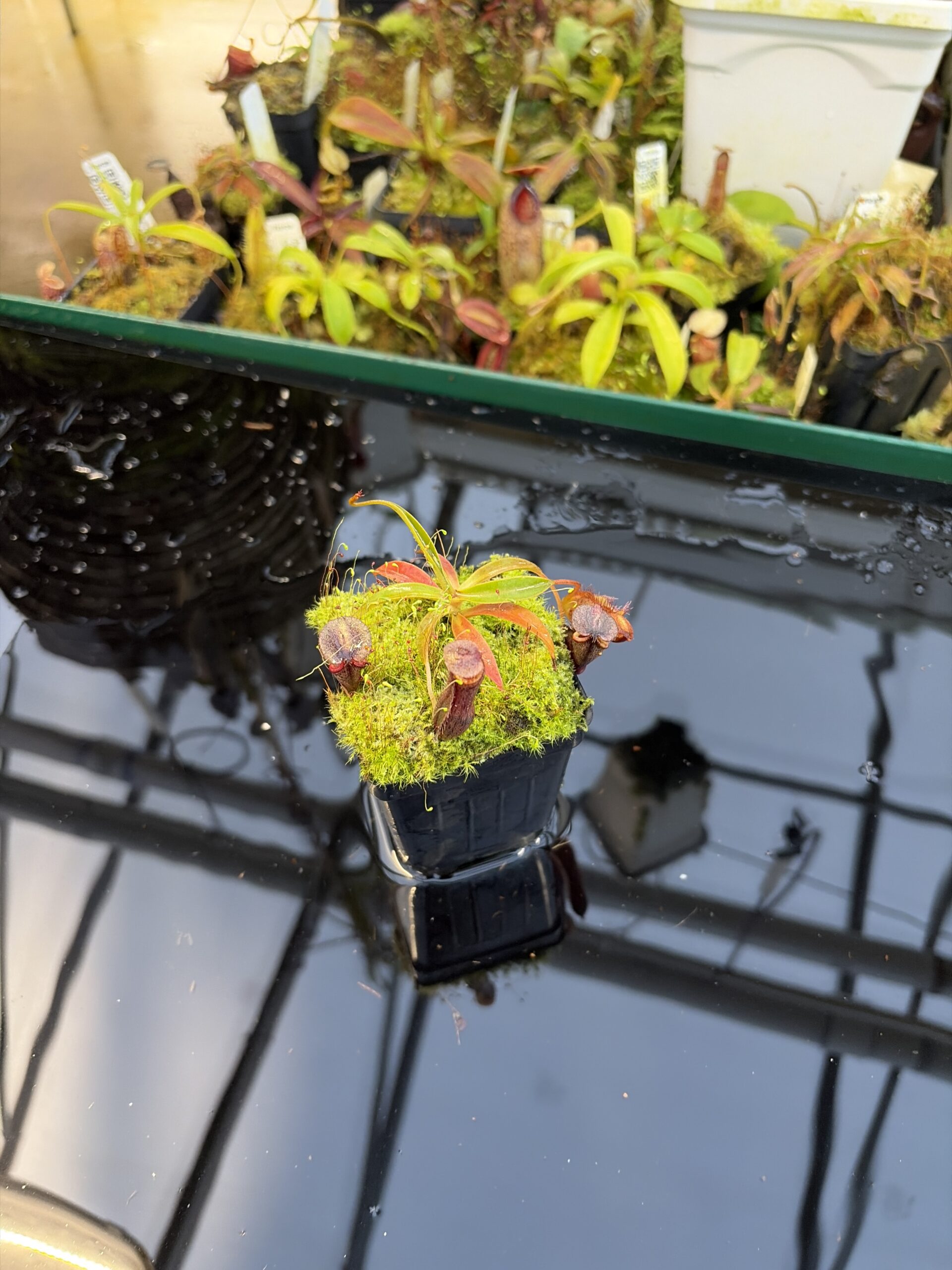 Wide Angle of Nepenthes ramispina x singalana | Borneo Exotics | BE-3829 | H27082