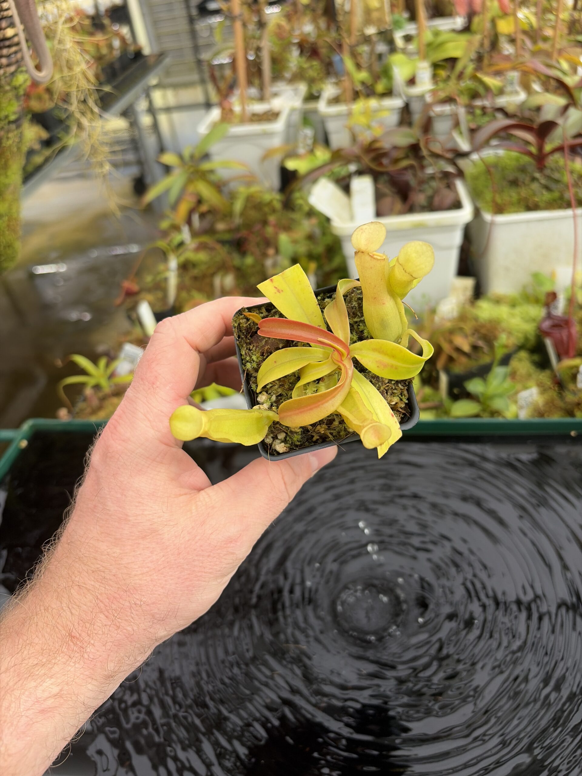 Wide Angle of Nepenthes reinwardtiana | Borneo Exotics | BE-3159 | L27354