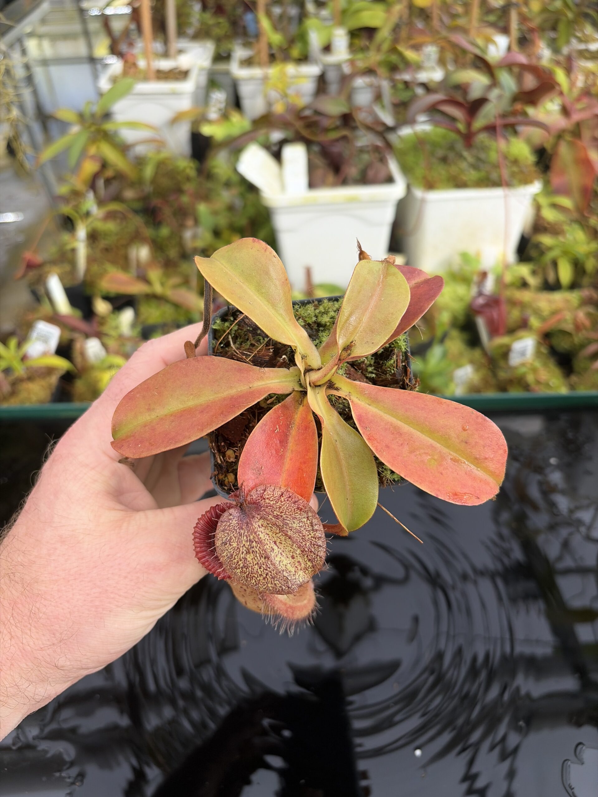Wide Angle of Nepenthes robcantleyi x hamata | Borneo Exotics | BE-3958 | H27392