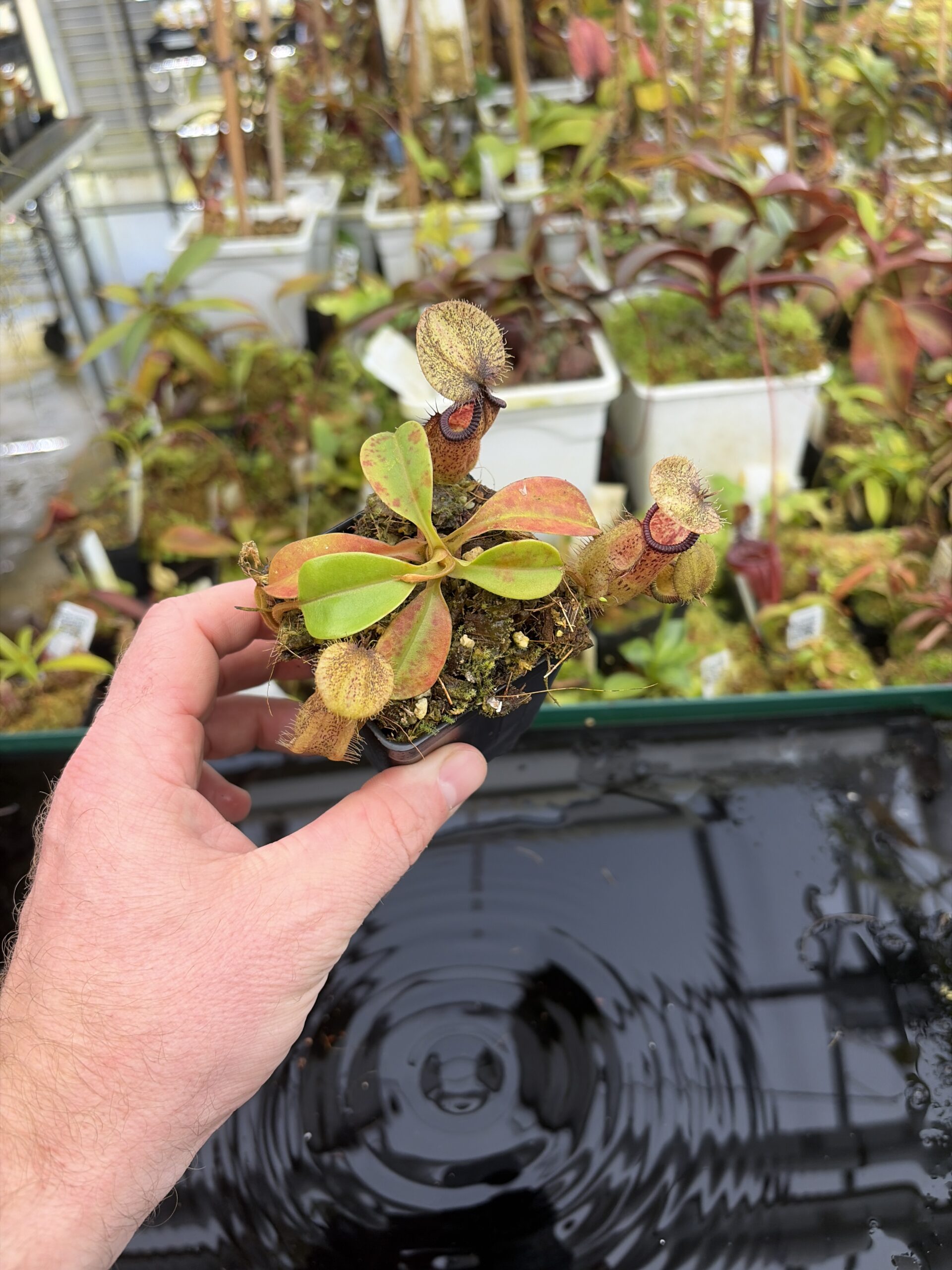 Wide Angle of Nepenthes robcantleyi x hamata | Borneo Exotics | BE-3958 | H27406