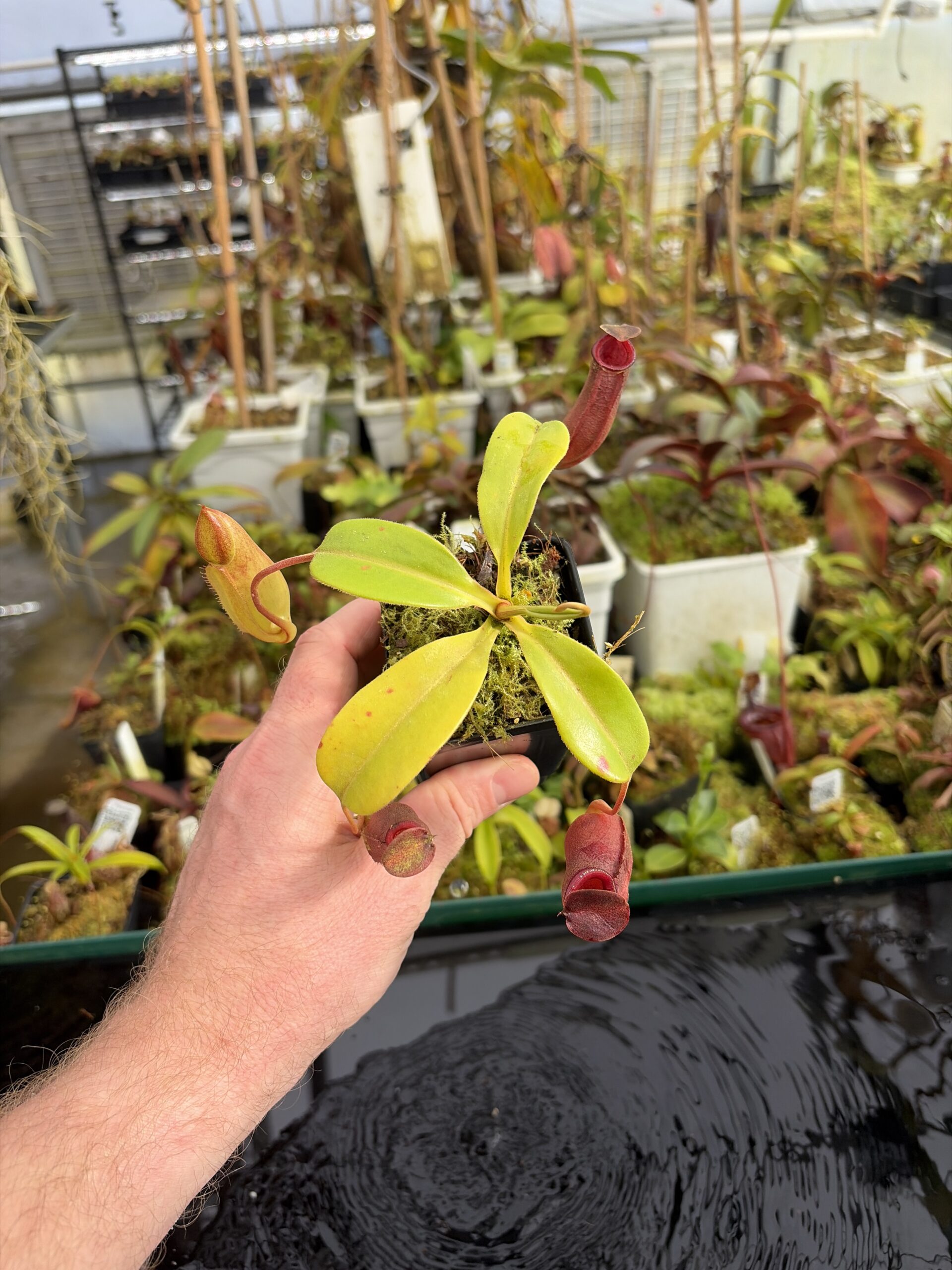 Wide Angle of Nepenthes robcantleyi x jacquelineae | Borneo Exotics | BE-4028 | IN27365
