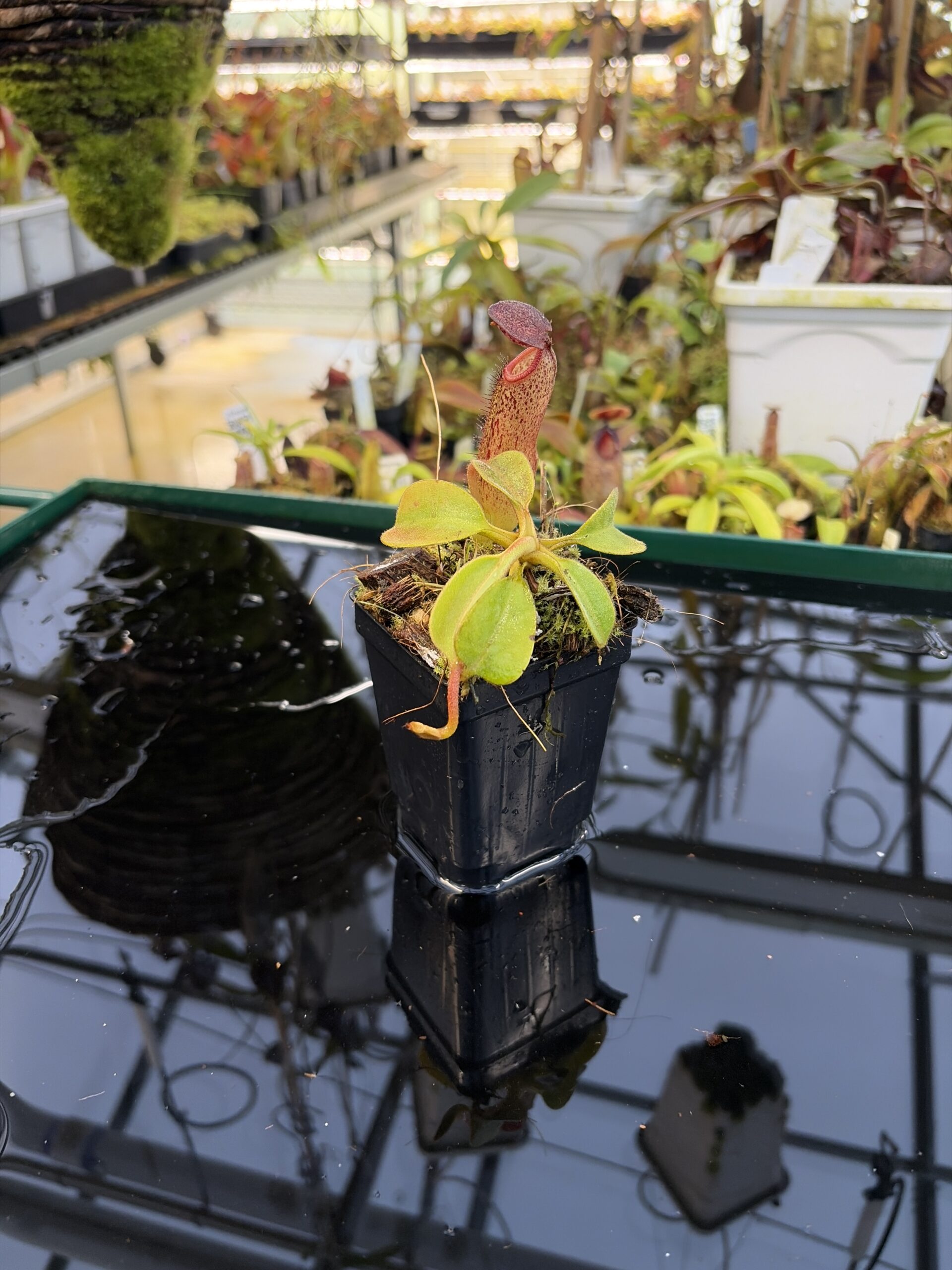 Wide Angle of Nepenthes robcantleyi x klossii | Borneo Exotics | BE-4549 | H27078