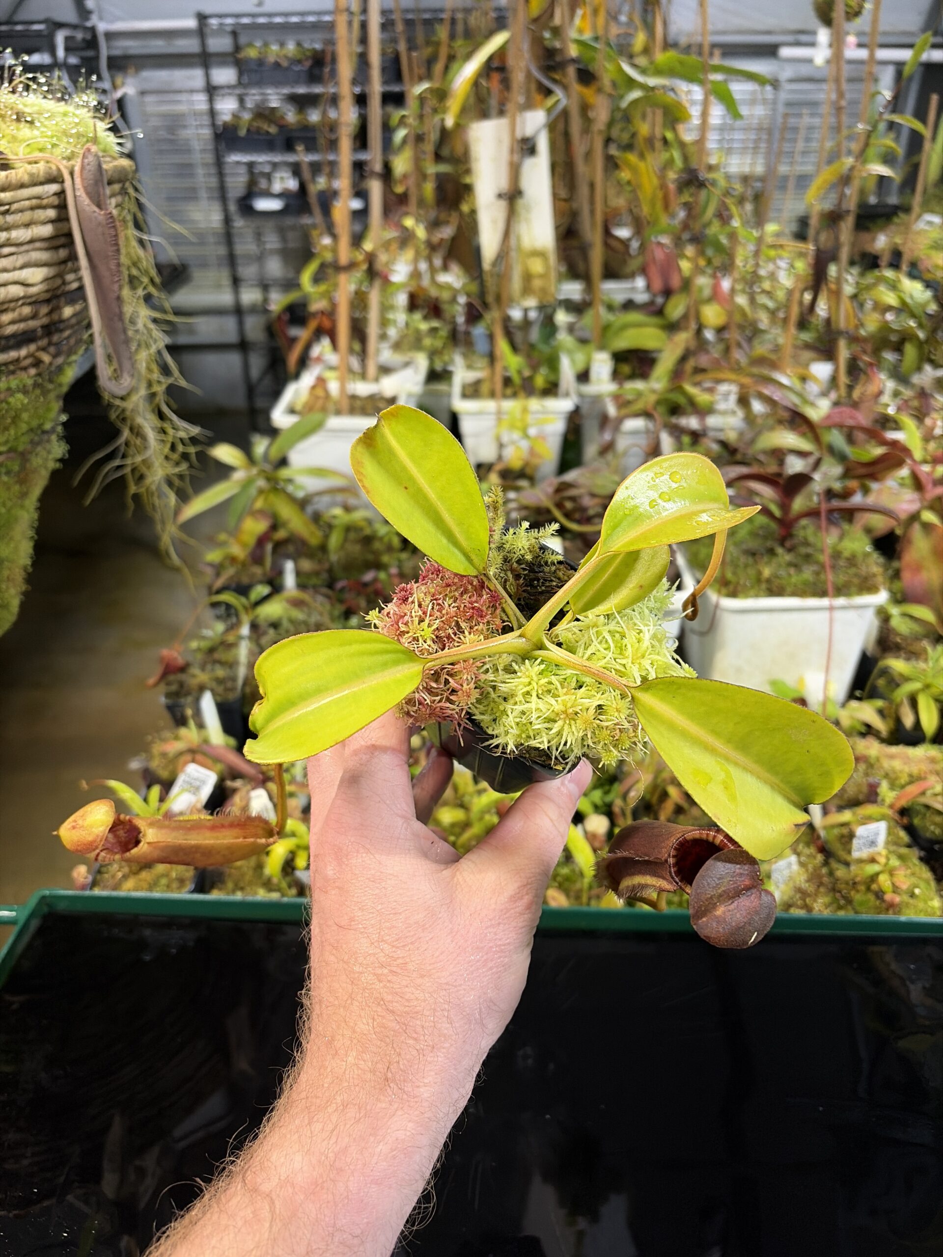 Wide Angle of Nepenthes robcantleyi x lowii | Andreas Wistuba | AW-RSC | H27297