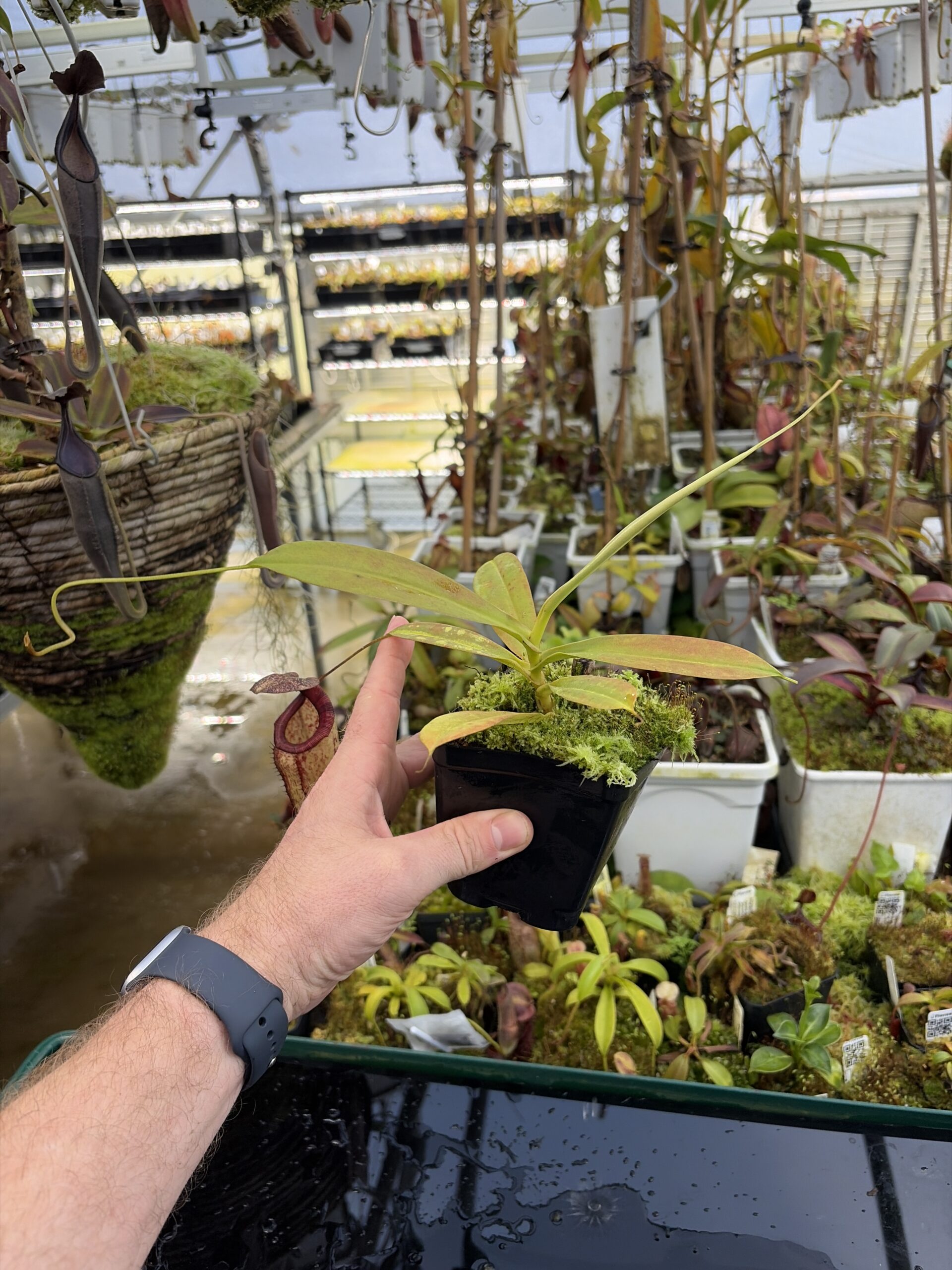 Wide Angle of Nepenthes sibuyanensis x maxima (l) (a) | Exotica Plants | | IN27225