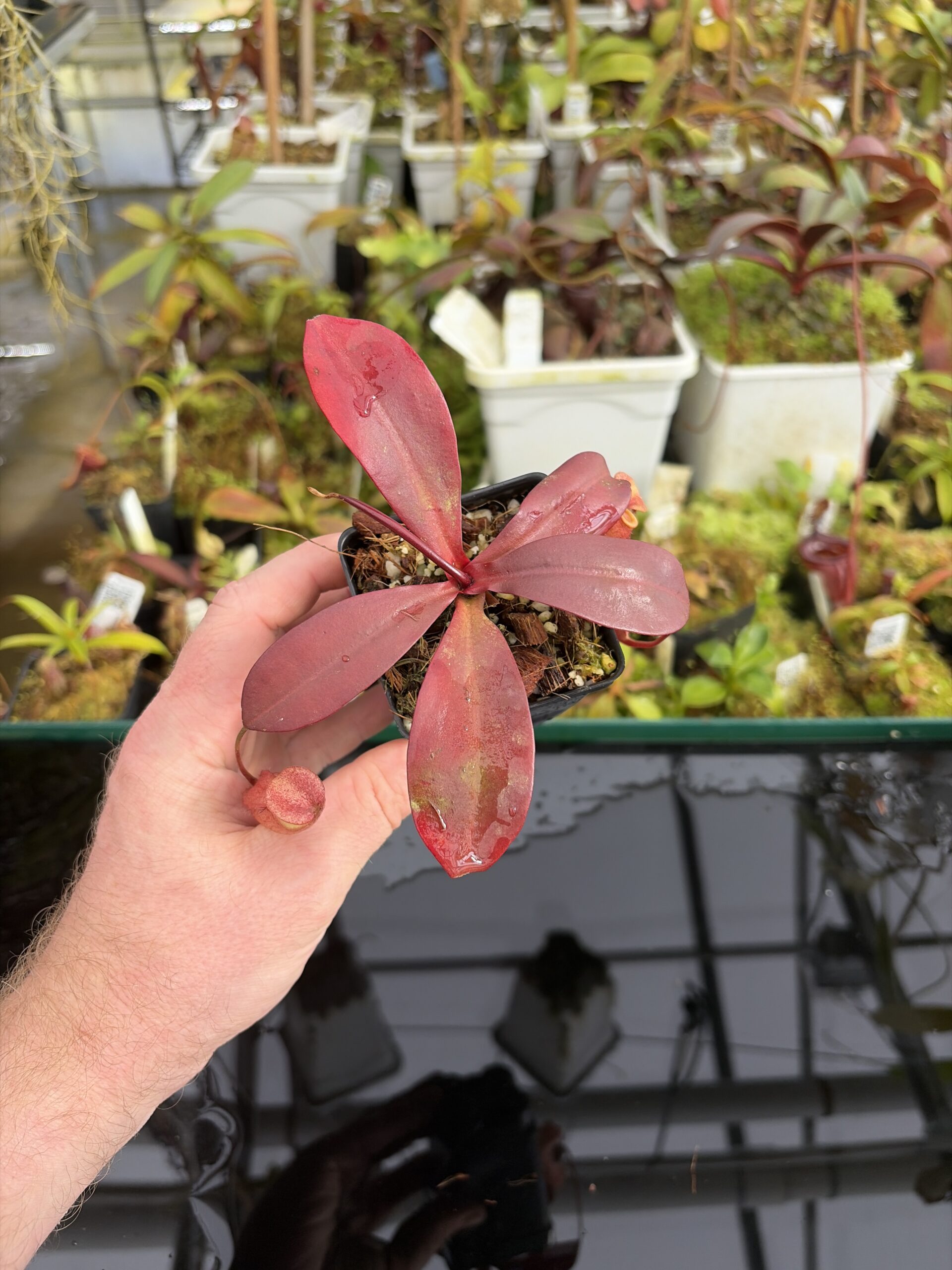 Wide Angle of Nepenthes sibuyanensis x peltata | Borneo Exotics | BE-4532 | IN27376
