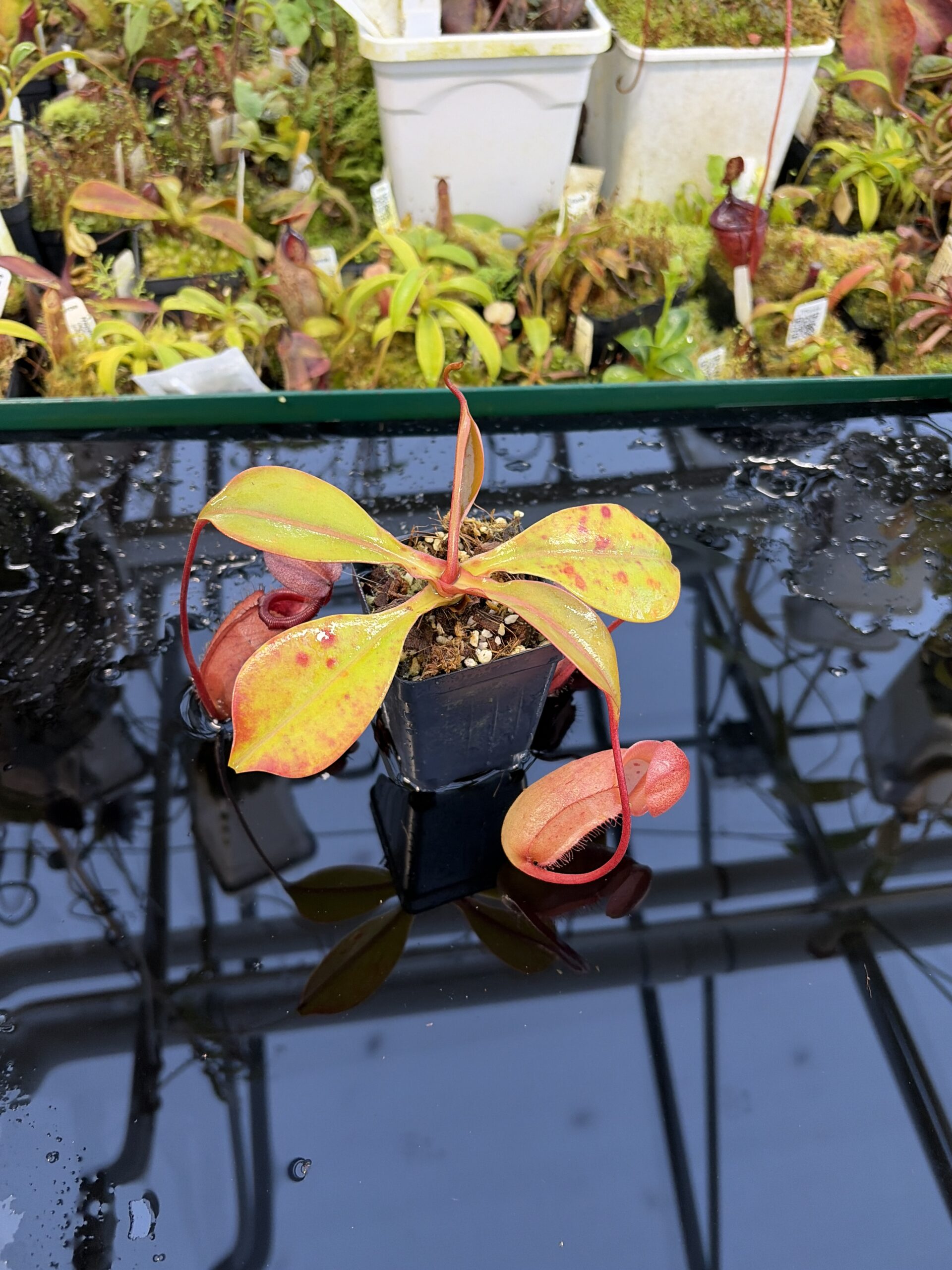 Wide Angle of Nepenthes sibuyanensis x robcantleyi | Borneo Exotics | BE-3713 | IN27257
