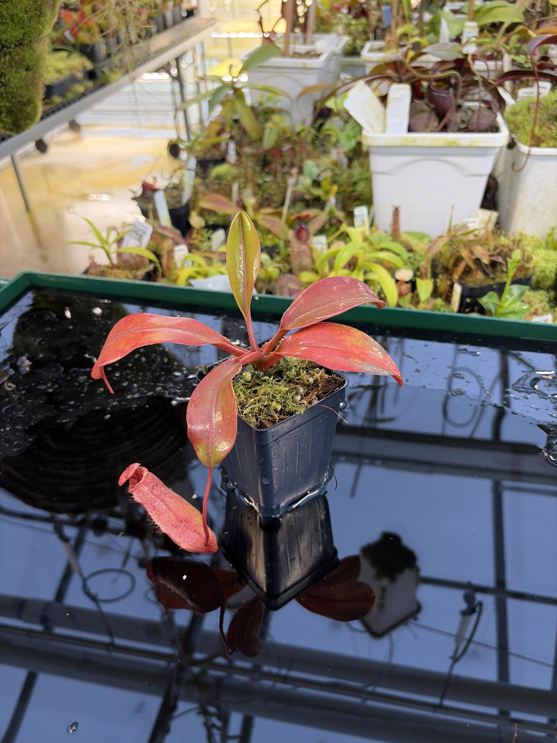 Wide Angle of Nepenthes sibuyanensis x (veitchii x lowii) | Borneo Exotics | BE-4614 | IN27256