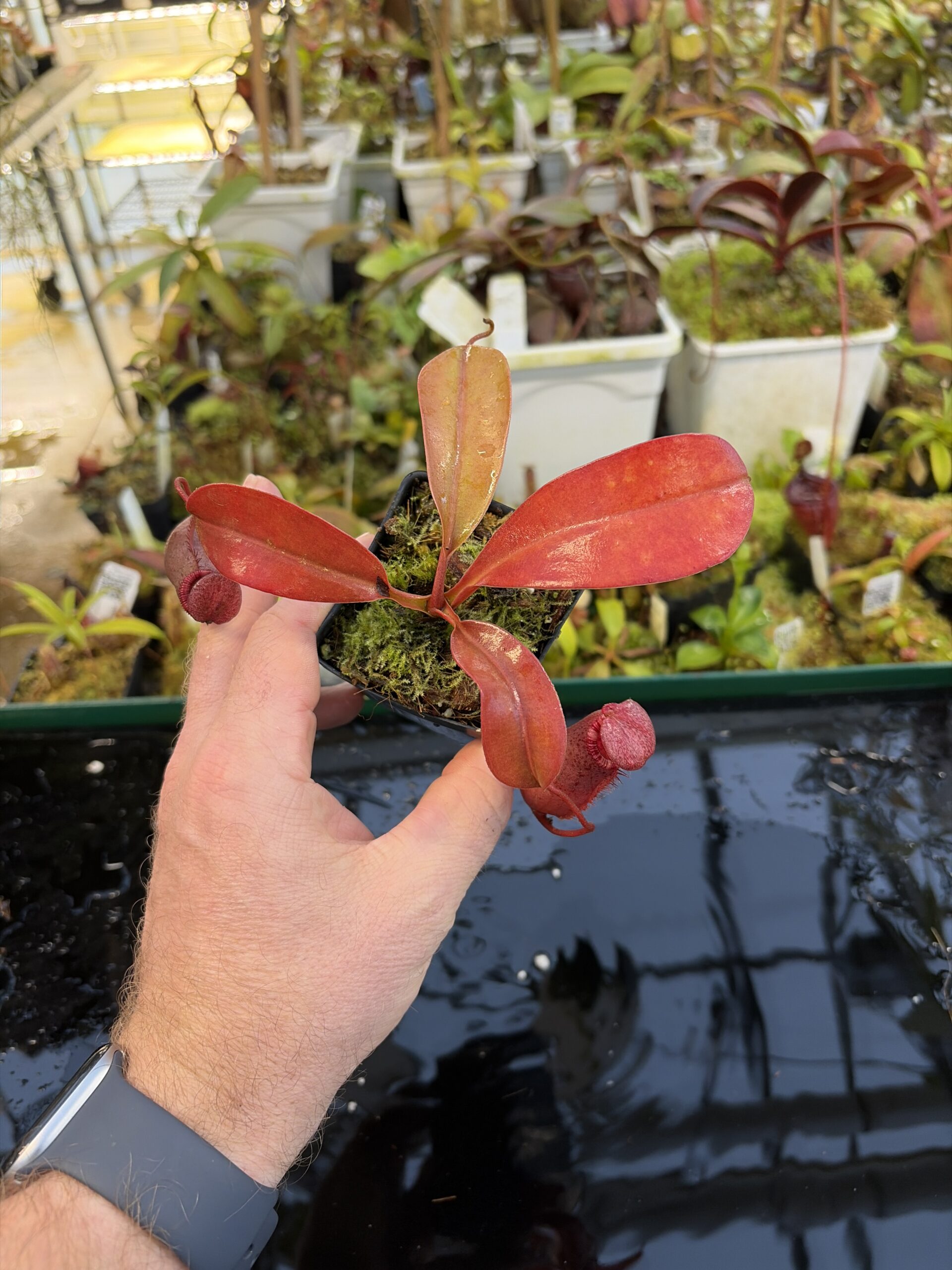 Wide Angle of Nepenthes sibuyanensis x (veitchii x lowii) | Borneo Exotics | BE-4614 | IN27258