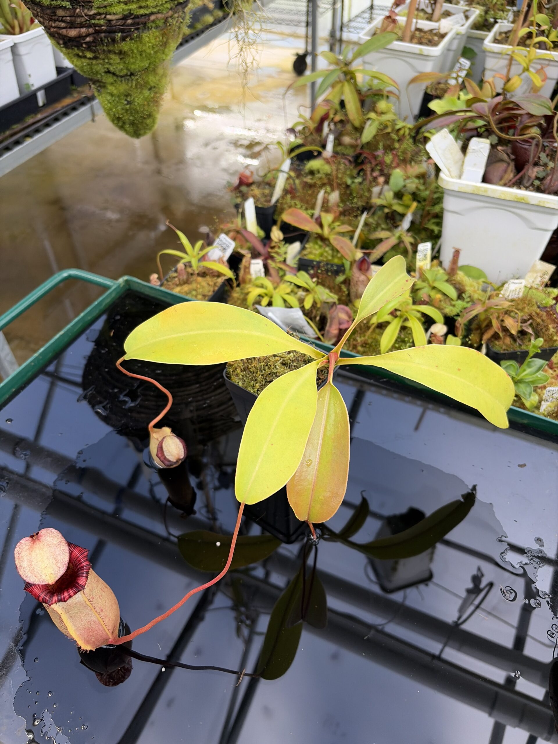 Wide Angle of Nepenthes sibuyanensis x (veitchii x lowii) | Borneo Exotics | BE-4615 | IN27222