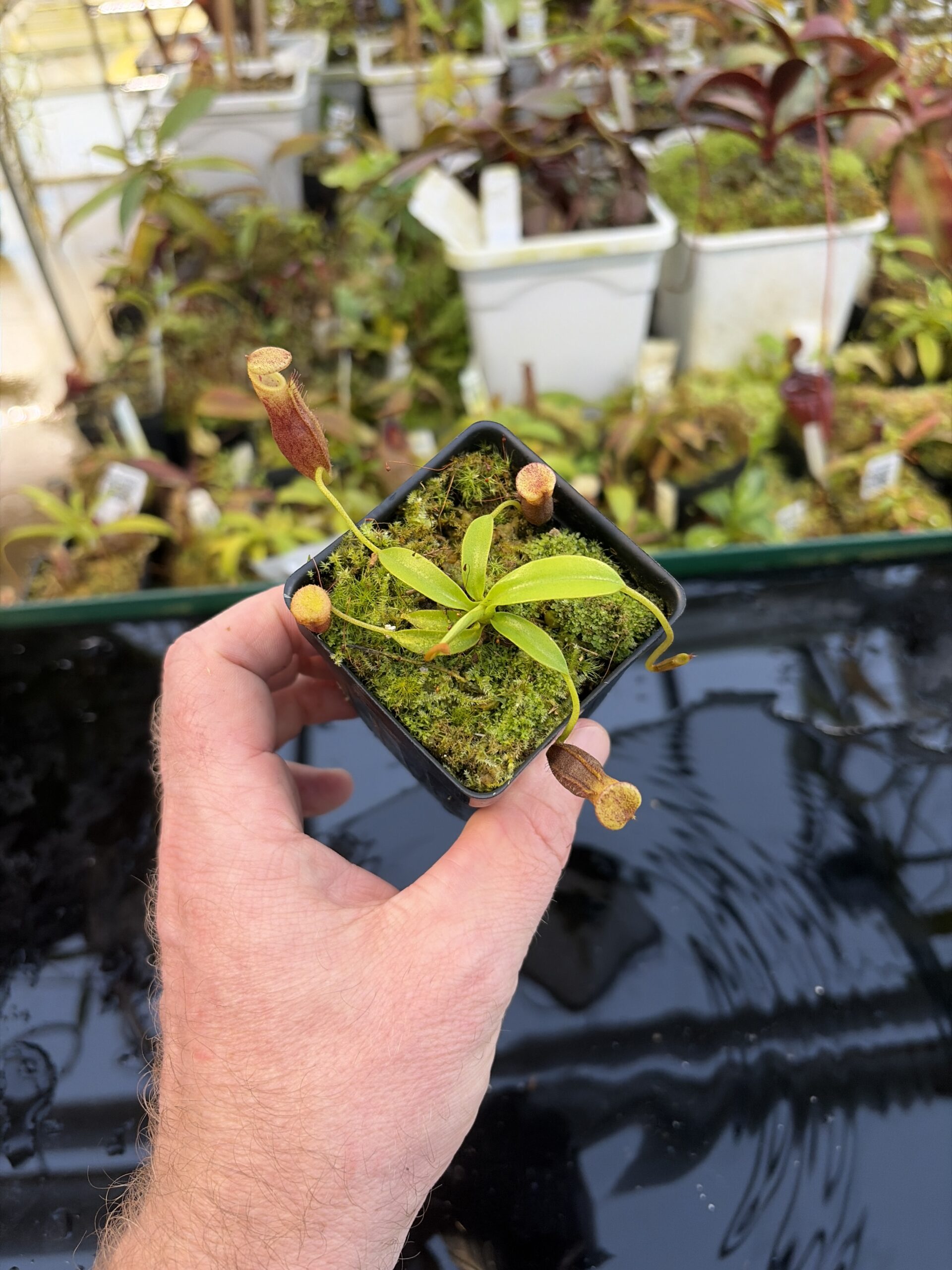 Wide Angle of Nepenthes singalana Belirang x villosa | JH | Clone 6 | Jeremiah Harris | JH-353.06 | H27319