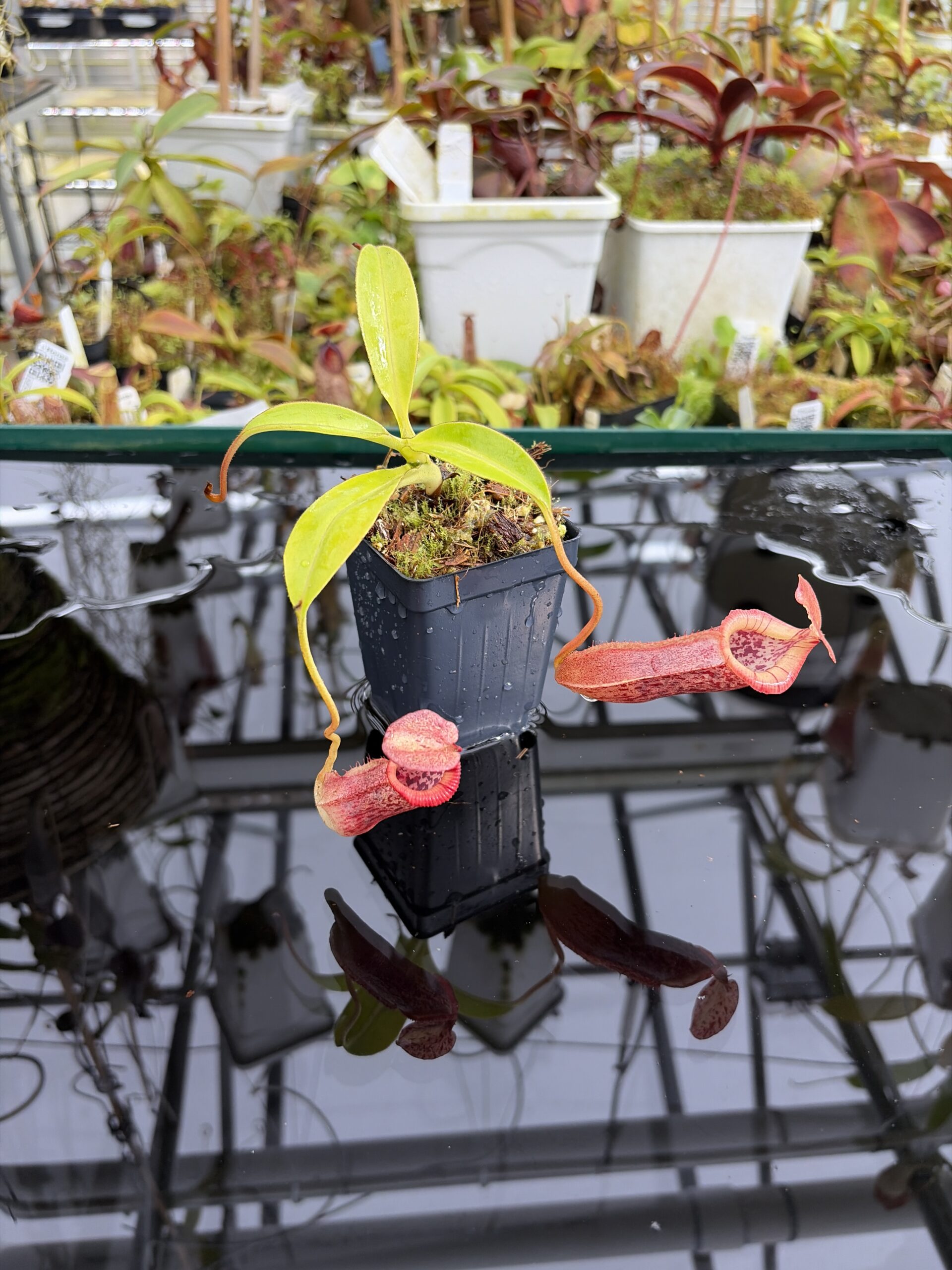 Wide Angle of Nepenthes singalana x (burbidgeae x edwardsiana) | Borneo Exotics | BE-3984 | H27110