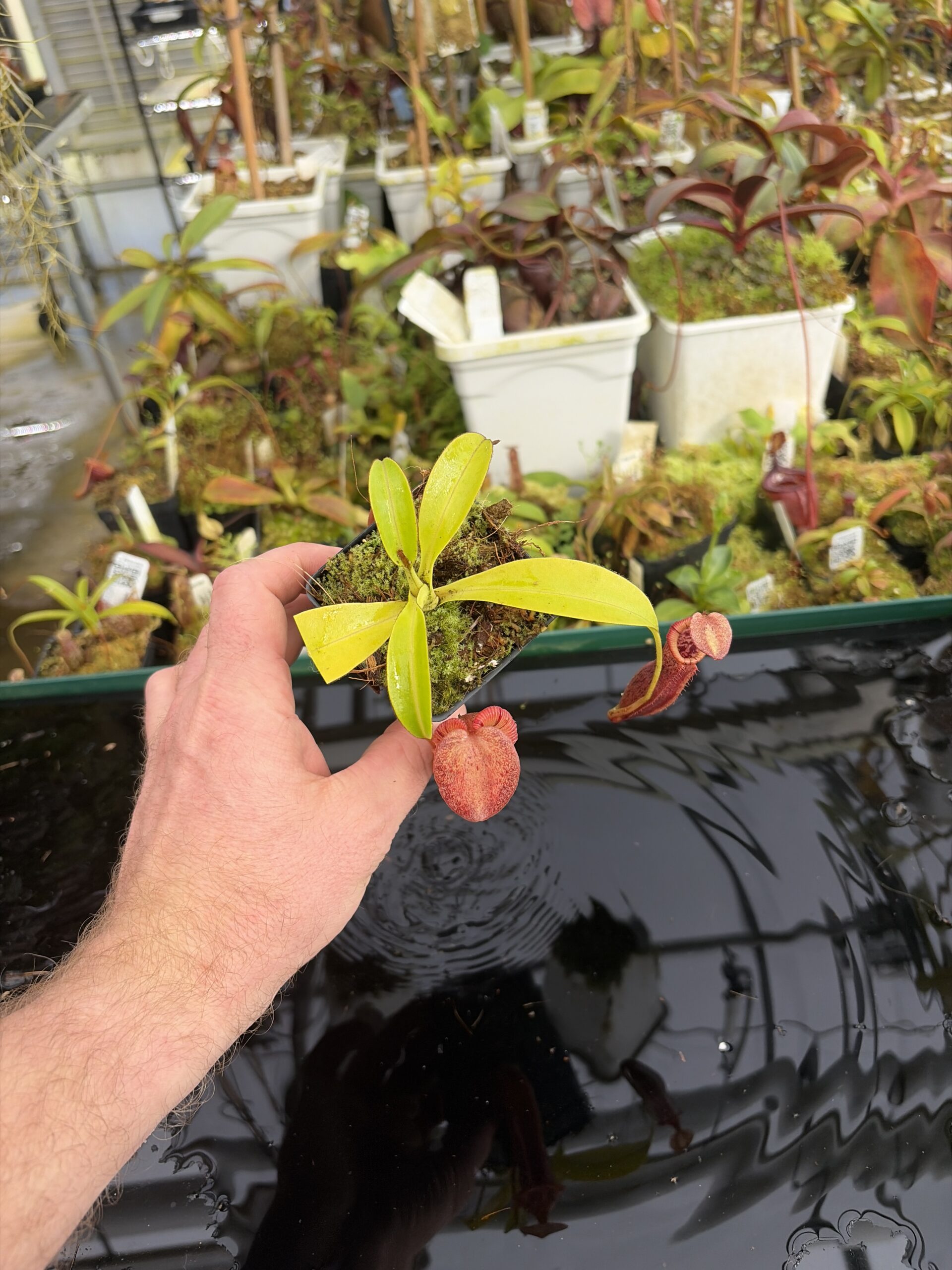 Wide Angle of Nepenthes singalana x (burbidgeae x edwardsiana) | Borneo Exotics | BE-3984 | H27394