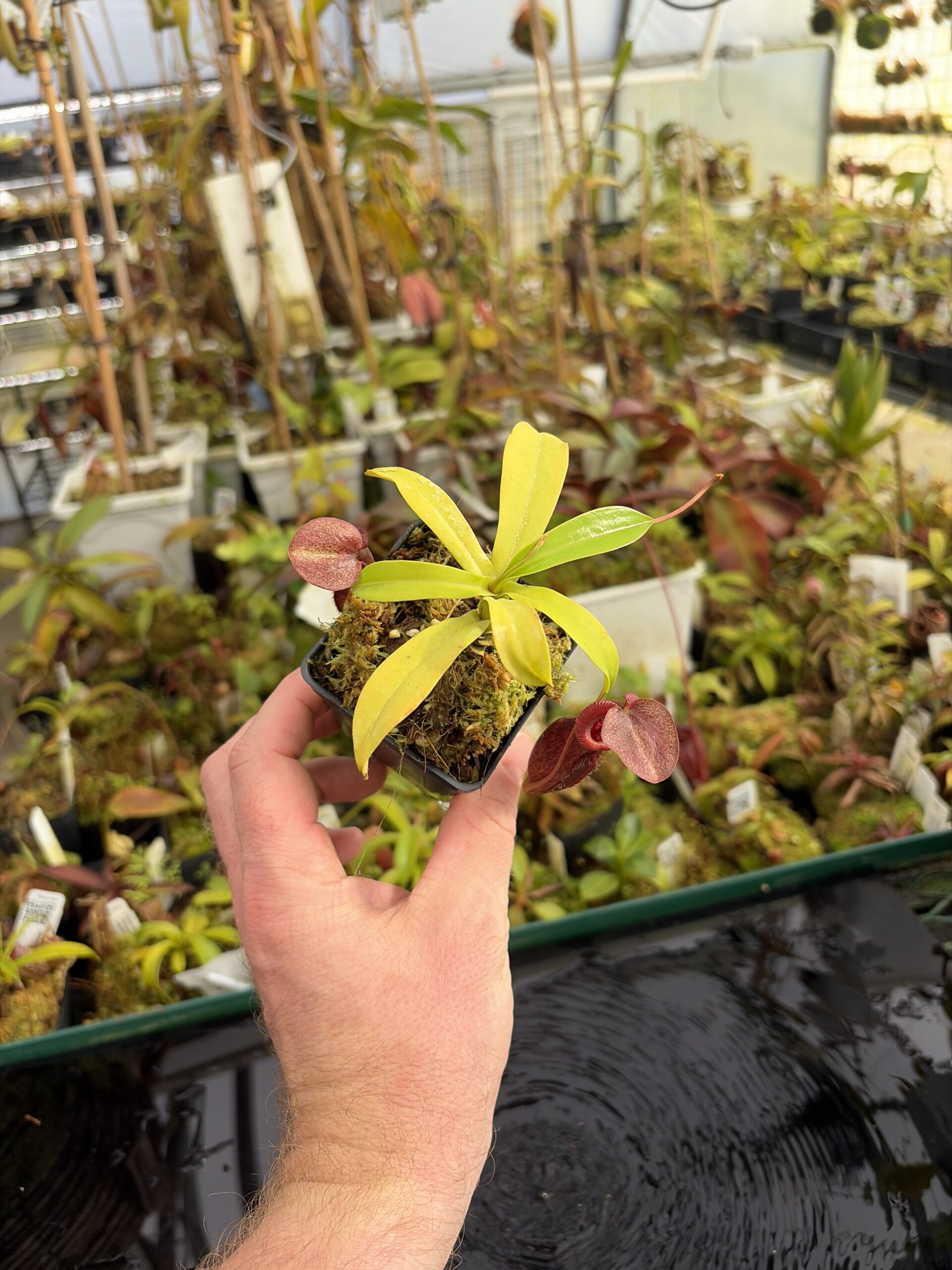 Wide Angle of Nepenthes singalana x burkei | Borneo Exotics | BE-3878 | IN27366