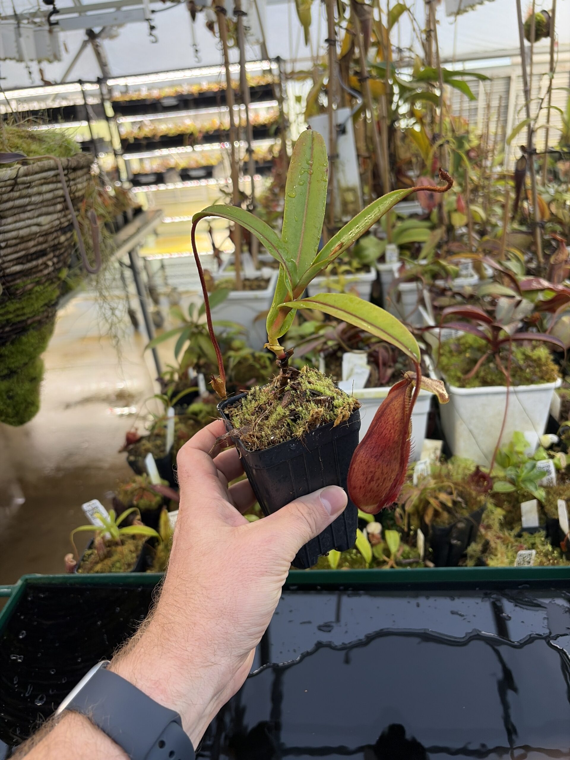 Wide Angle of Nepenthes singalana x diabolica | Borneo Exotics | BE-3900 | H27069