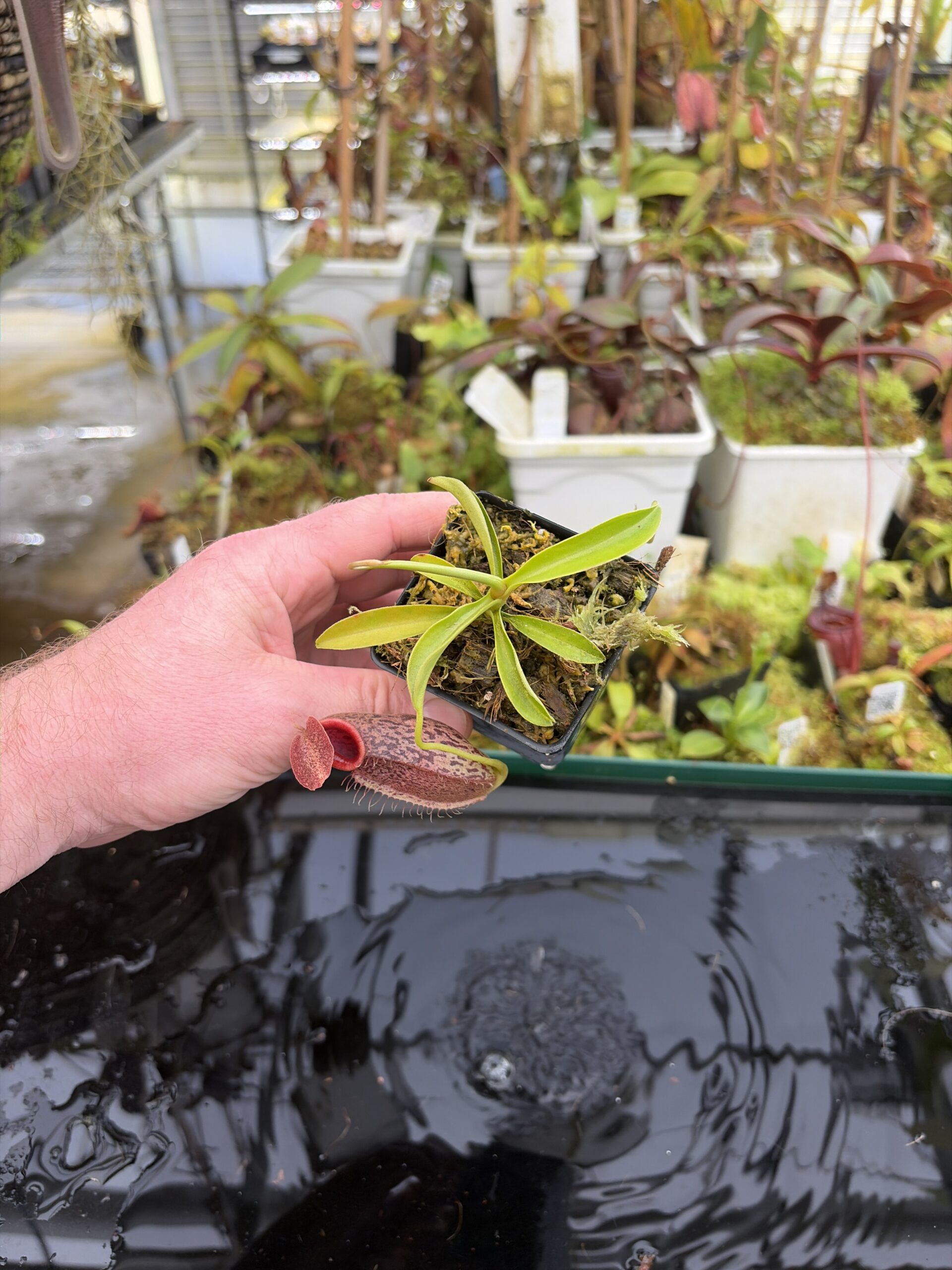 Wide Angle of Nepenthes spathulata x aristolochioides | Borneo Exotics | BE-4077 | H27408