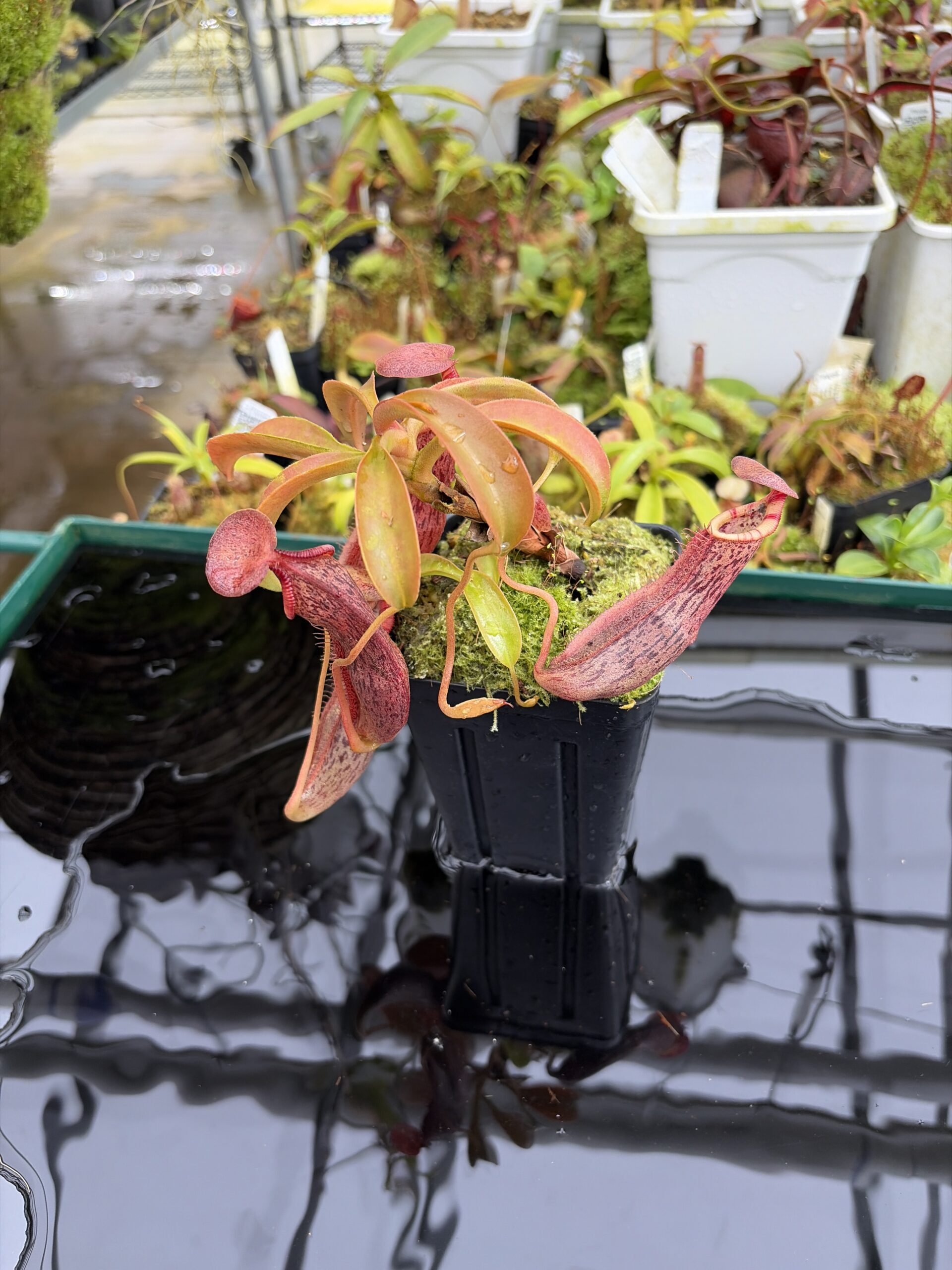 Wide Angle of Nepenthes spathulata x (burbidgeae x edwardsiana) | Borneo Exotics | BE-3978 | H27103