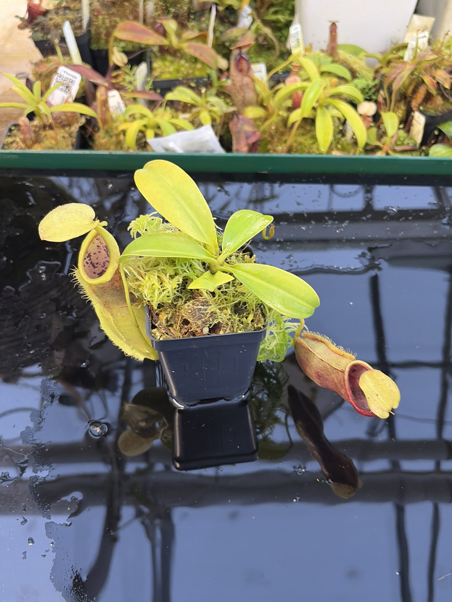 Wide Angle of Nepenthes spathulata x campanulata | Borneo Exotics | BE-3796 | IN27266