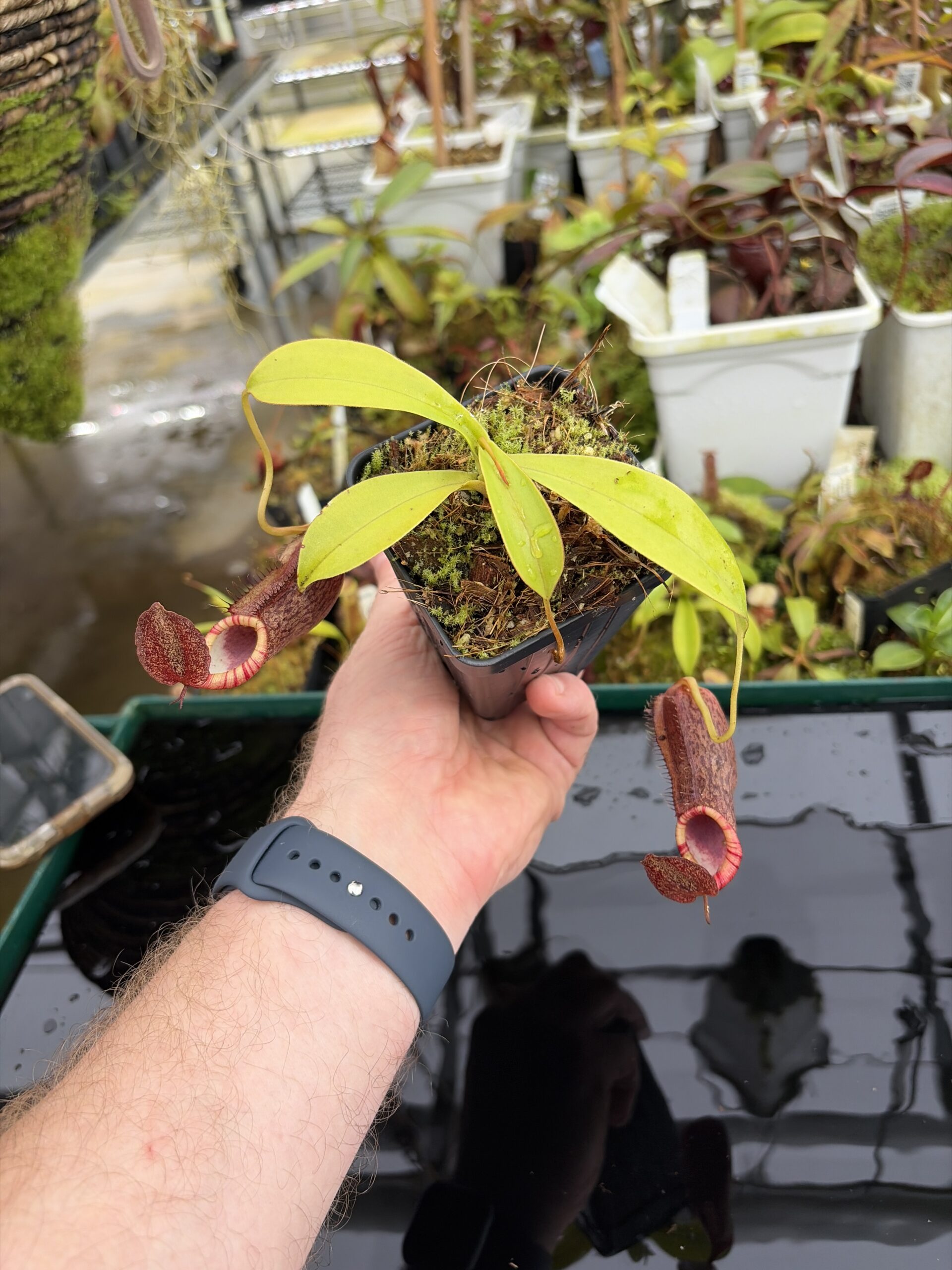 Wide Angle of Nepenthes spathulata x (densiflora x spectabilis) | Borneo Exotics | BE-4589 | H27108