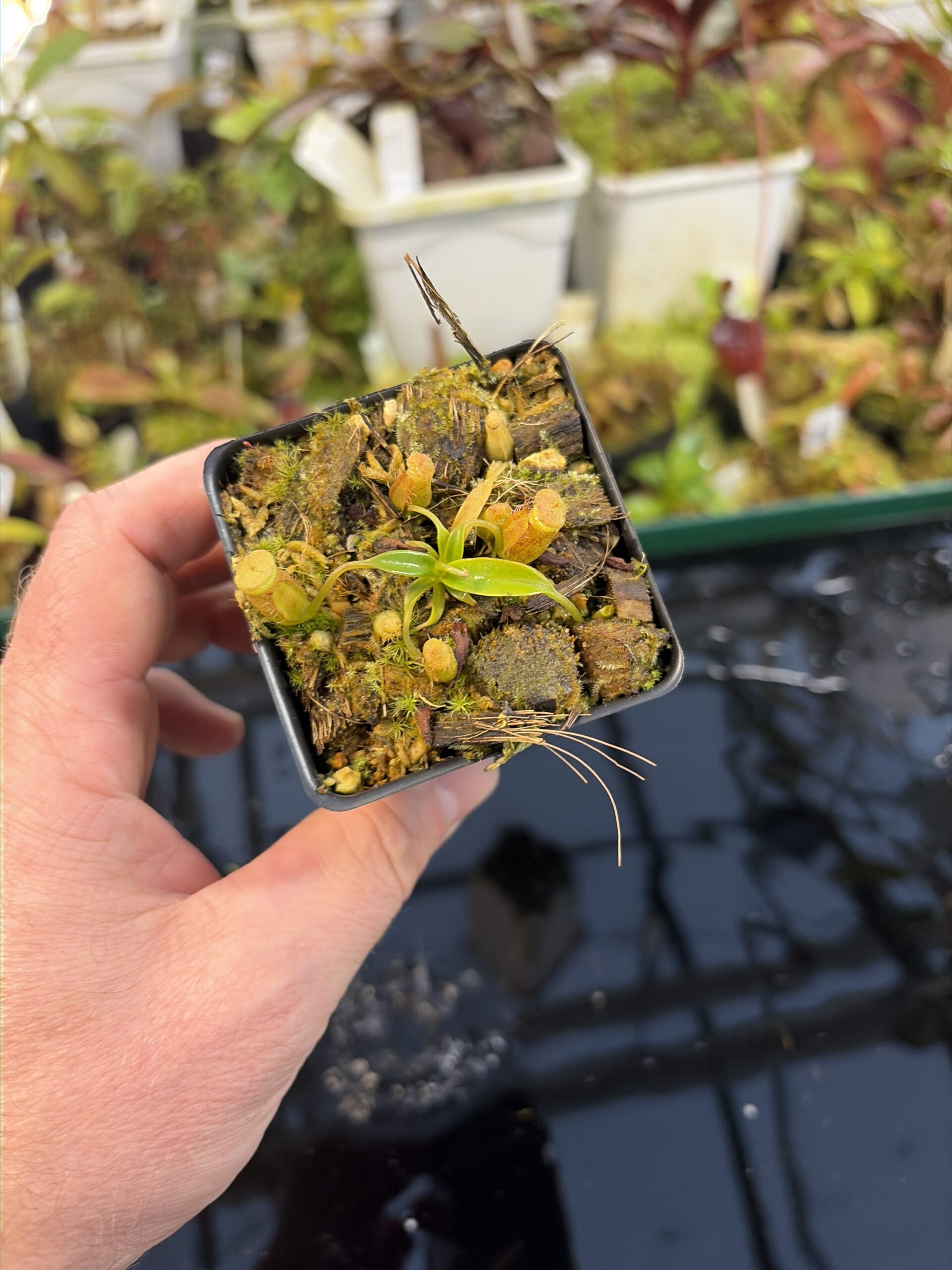 Wide Angle of Nepenthes (spathulata x edwardsiana) x jacquelineae | Assorted Clones | Jeremiah Harris | JH-451 | H27287