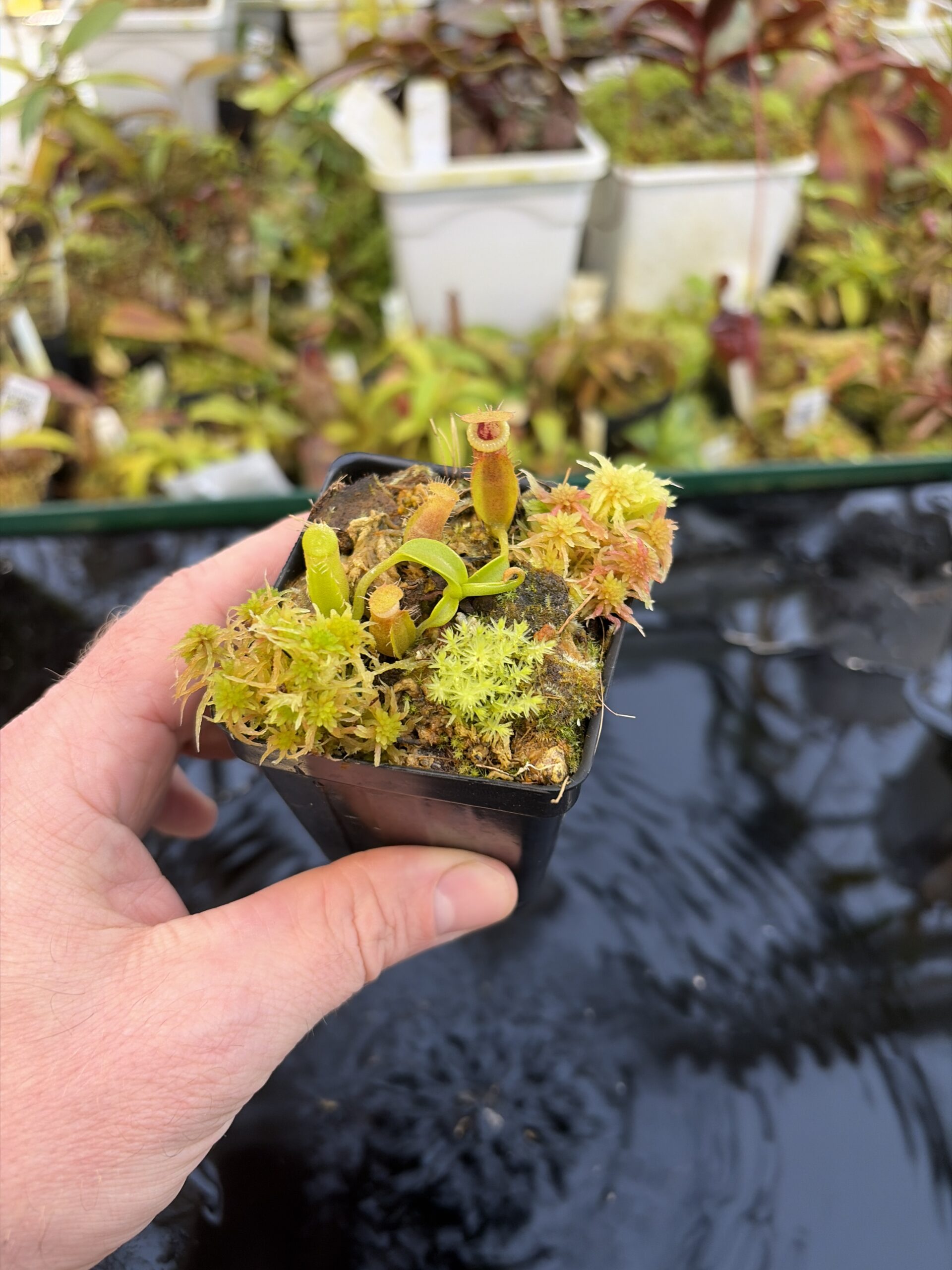 Wide Angle of Nepenthes (spathulata x edwardsiana) x jacquelineae | Assorted Clones | Jeremiah Harris | JH-451 | H27316