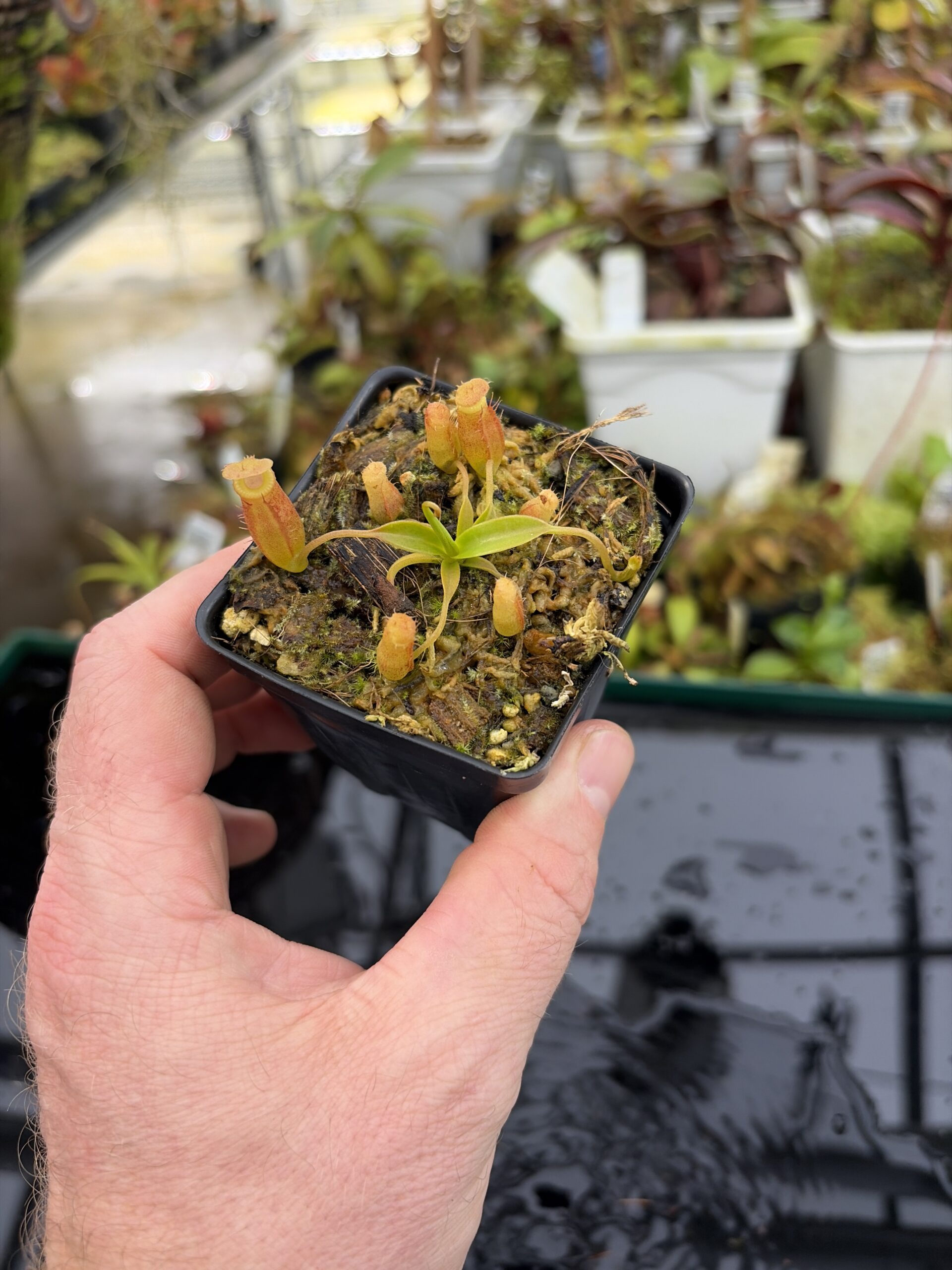 Wide Angle of Nepenthes (spathulata x edwardsiana) x jacquelineae | Jeremiah Harris | Assorted Clones | Jeremiah Harris | JH-451 | H27179