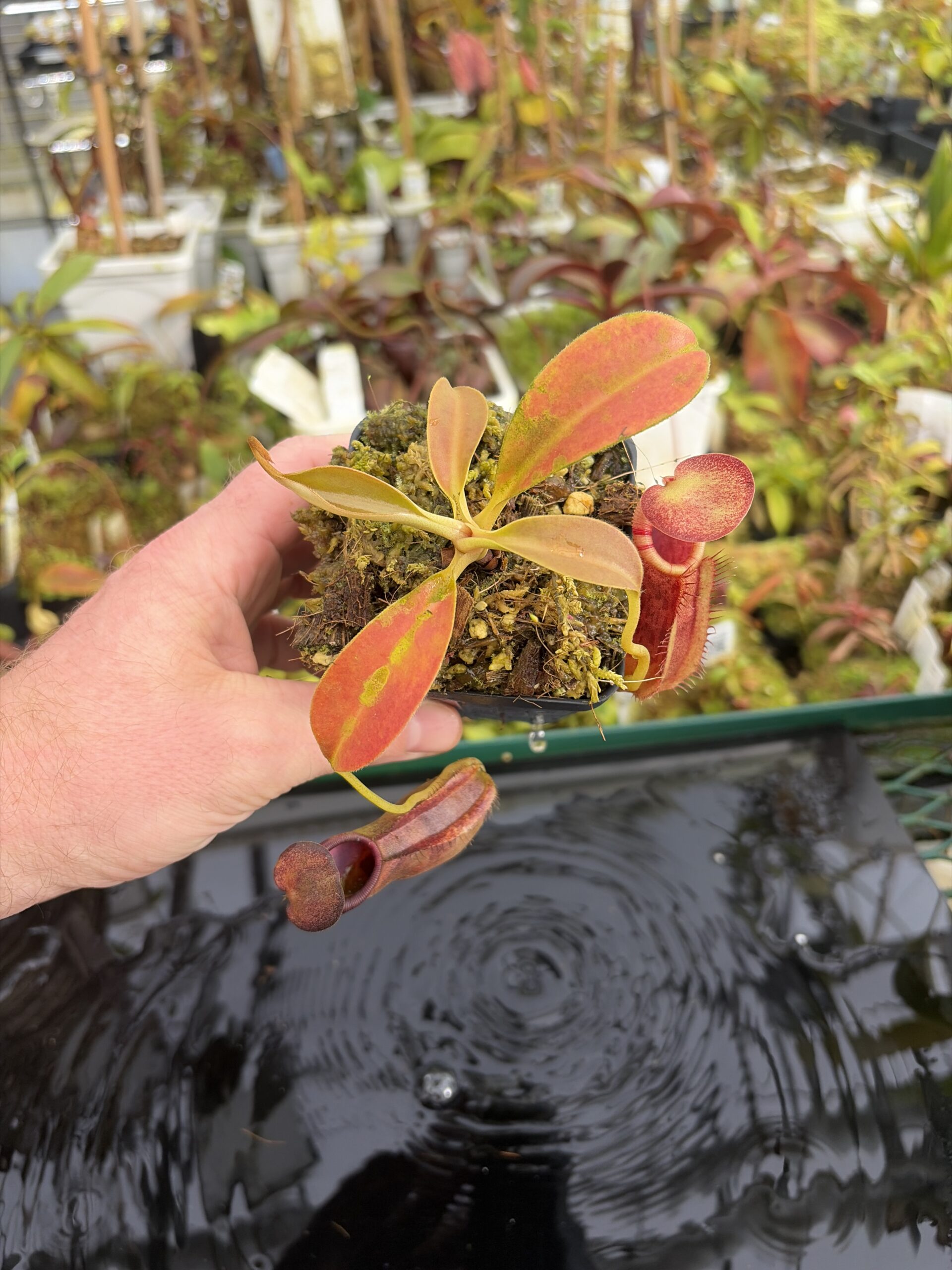 Wide Angle of Nepenthes spathulata x ephippiata | Borneo Exotics | BE-4642 | H27390