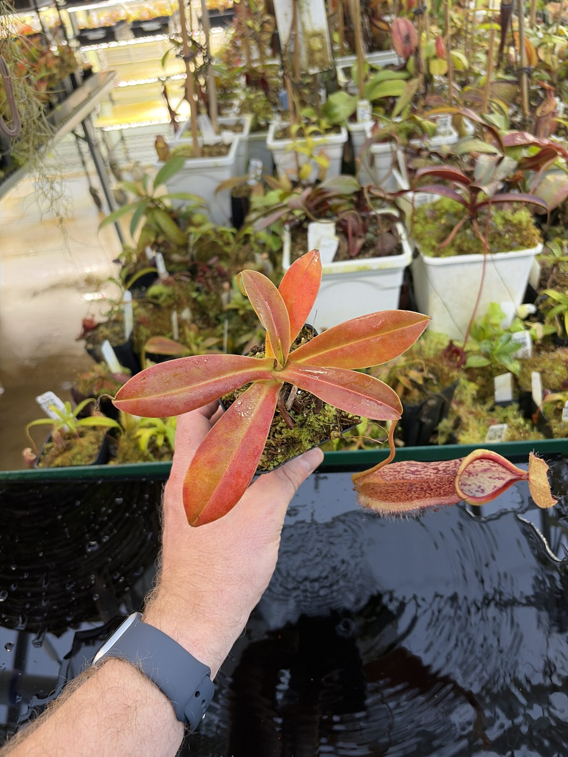 Wide Angle of Nepenthes spathulata x hamata | Borneo Exotics | BE-3793 | H27070