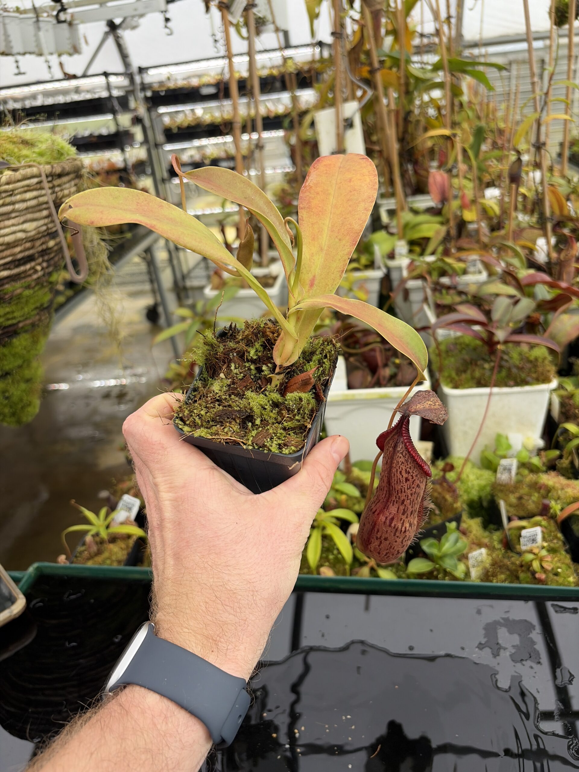 Wide Angle of Nepenthes spathulata x hamata | Borneo Exotics | BE-3793 | H27107