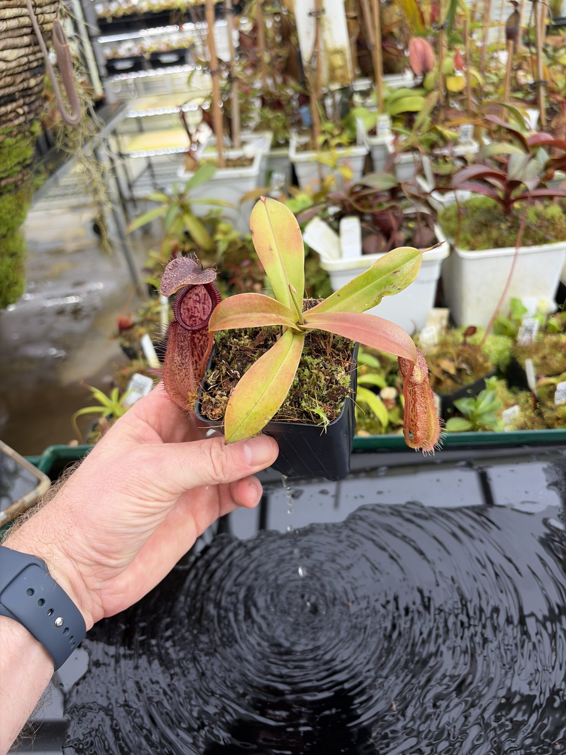 Wide Angle of Nepenthes spathulata x hamata | Borneo Exotics | BE-3793 | H27109