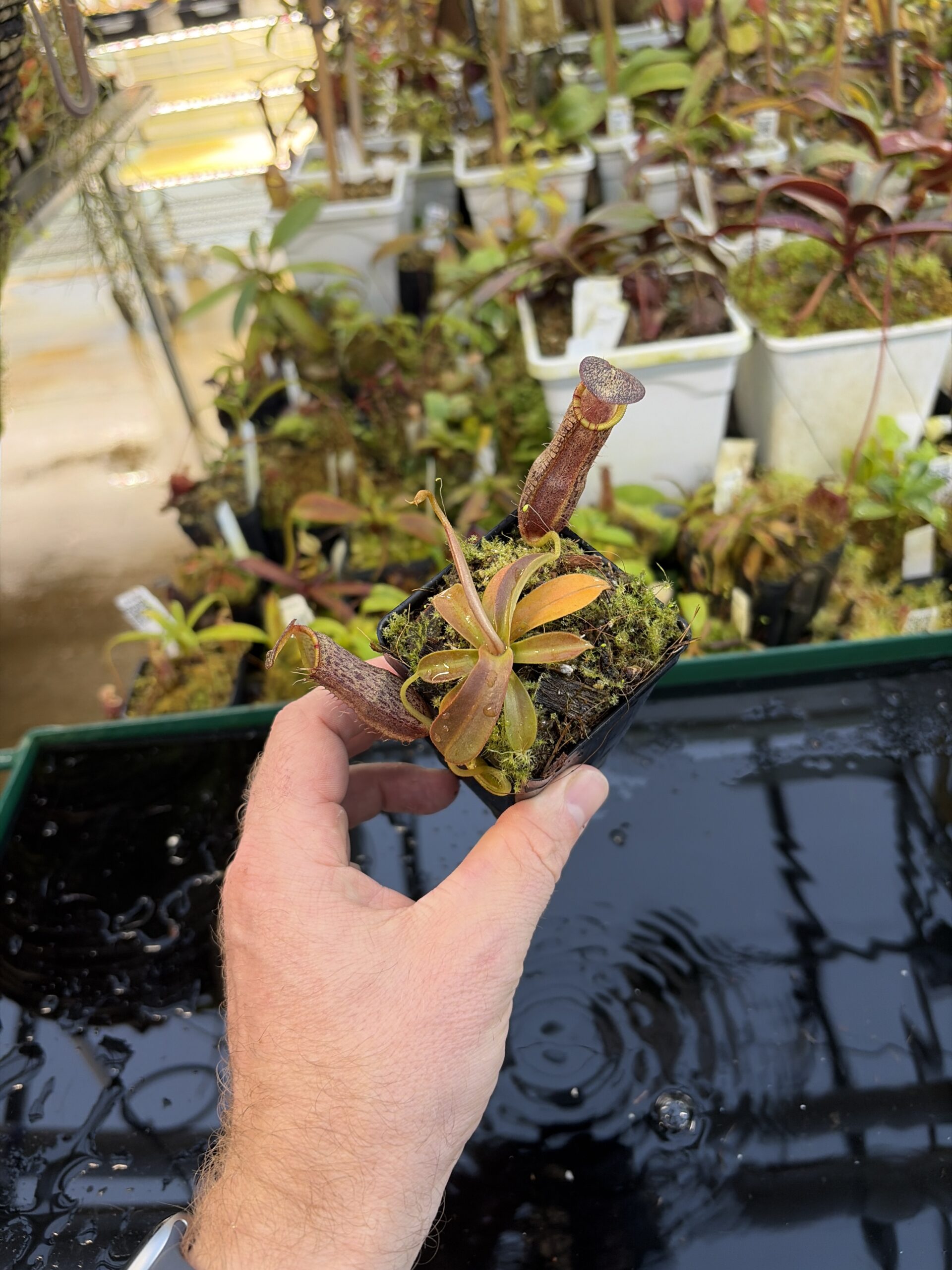 Wide Angle of Nepenthes spathulata x spectabilis | Borneo Exotics | BE-4528 | H27090