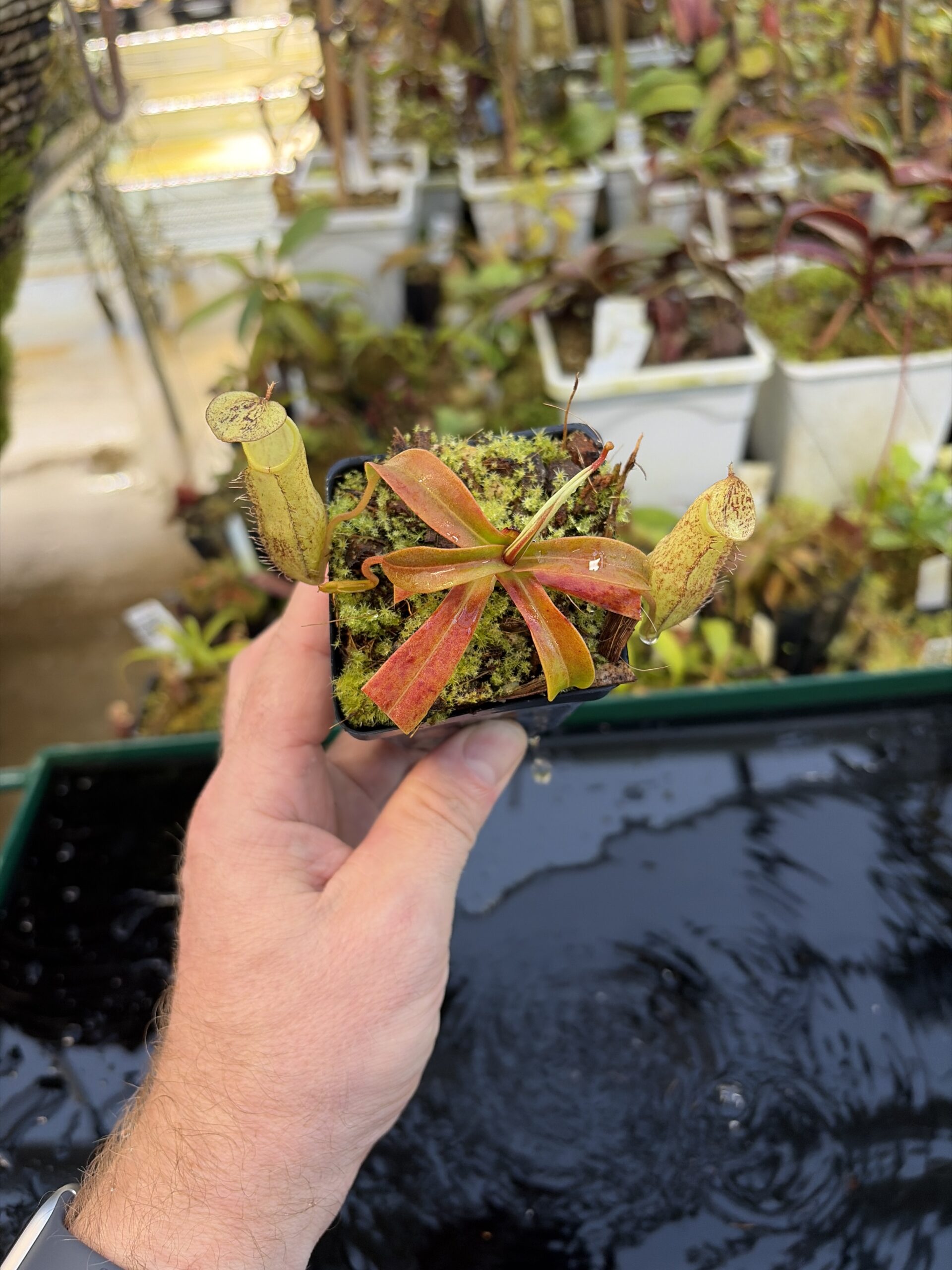 Wide Angle of Nepenthes spectabilis | Borneo Exotics | BE-3177 | H27079