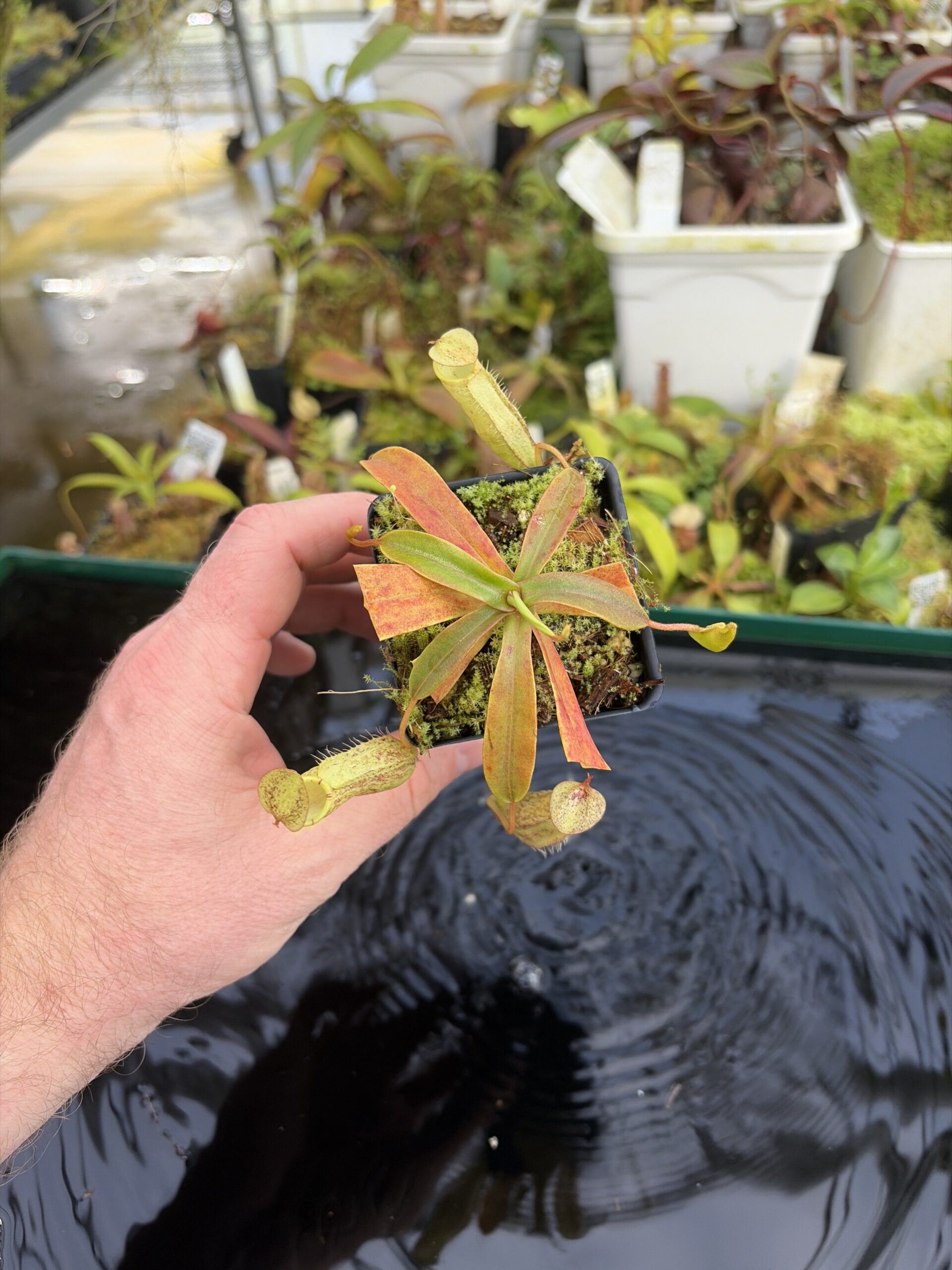 Wide Angle of Nepenthes spectabilis | Borneo Exotics | BE-3177 | H27418
