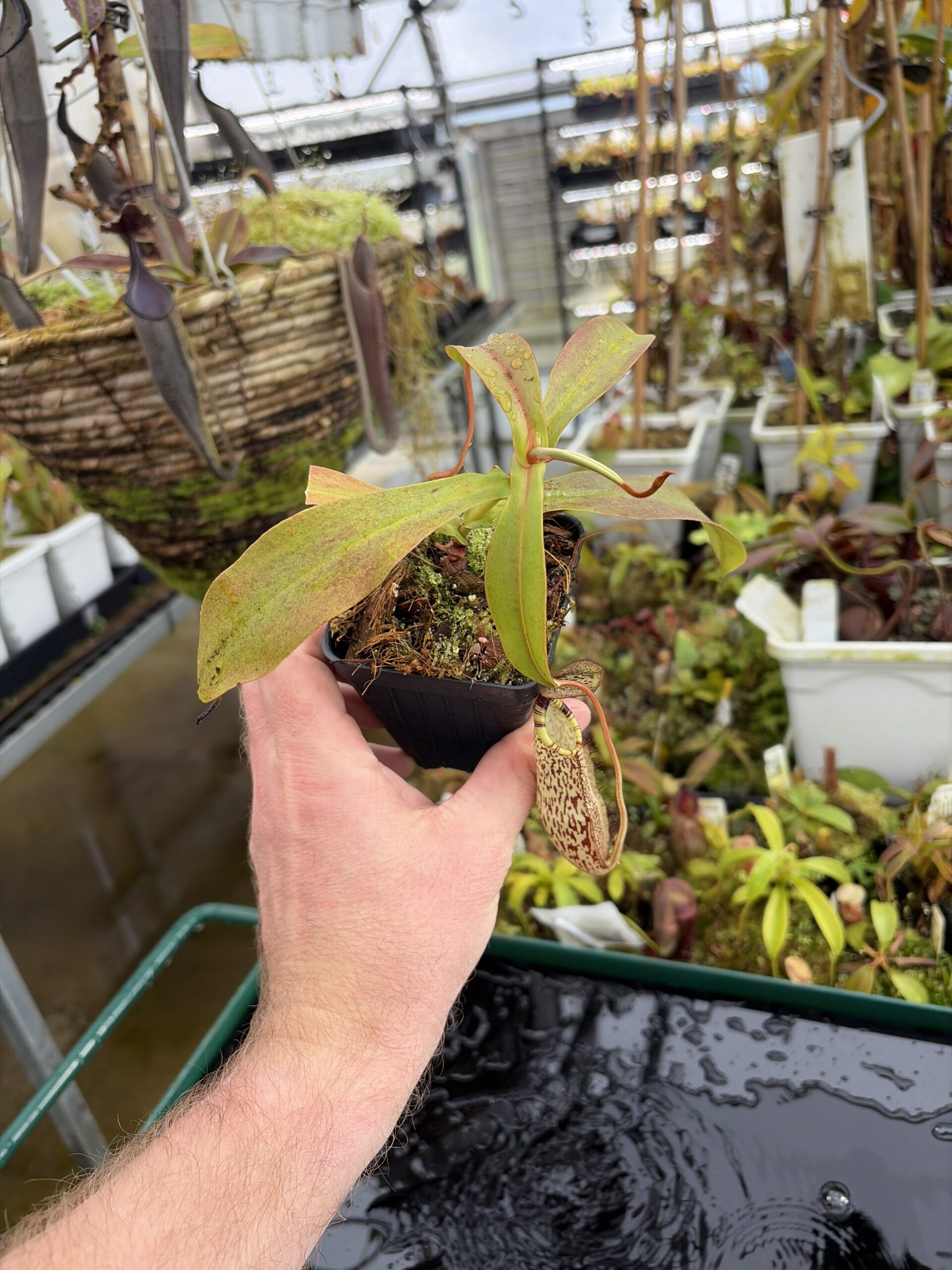 Wide Angle of Nepenthes spectabilis | Borneo Exotics | BE-3768 | H27298