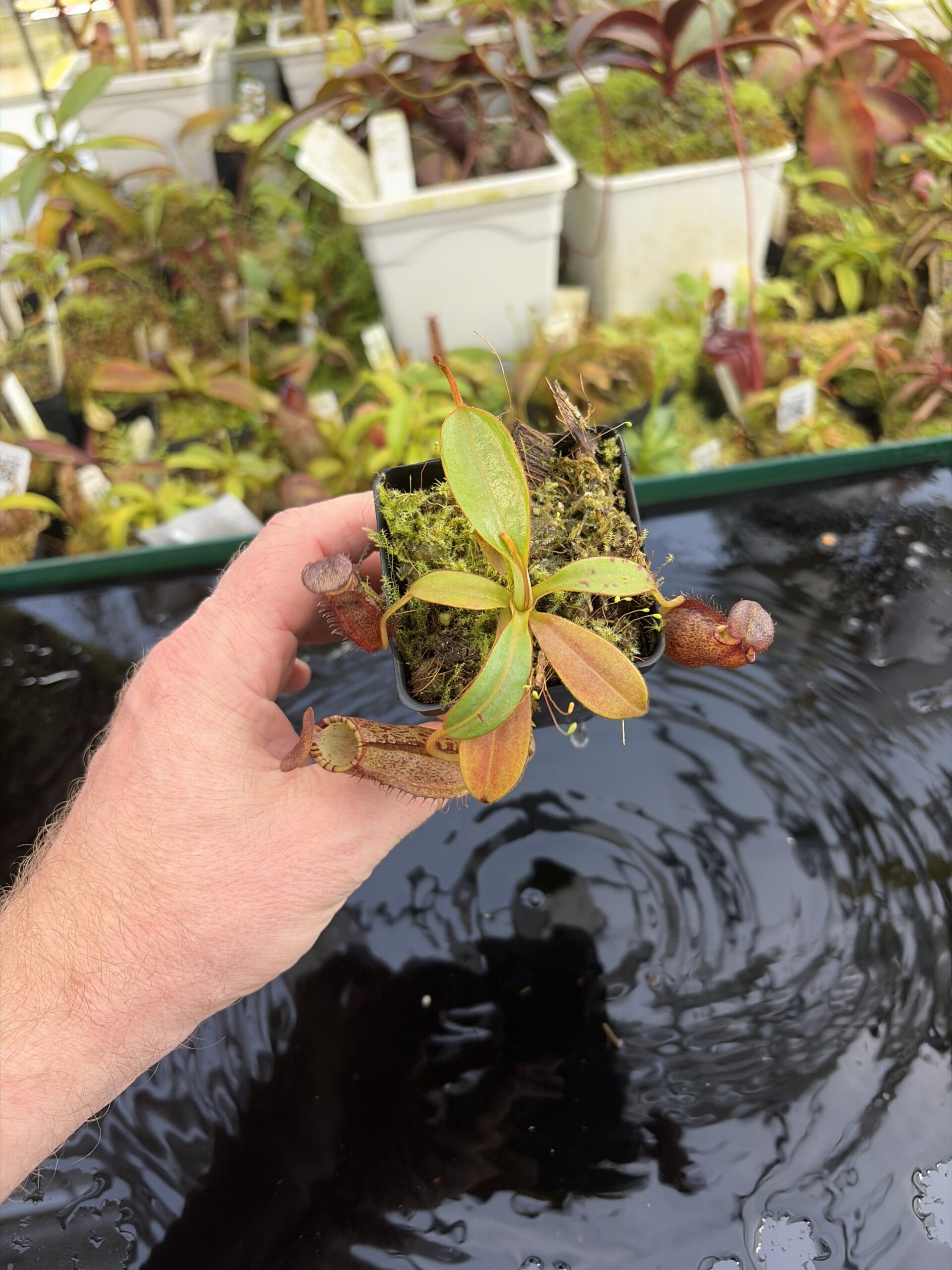 Wide Angle of Nepenthes spectabilis x ephippiata | Borneo Exotics | BE-4681 | H27422