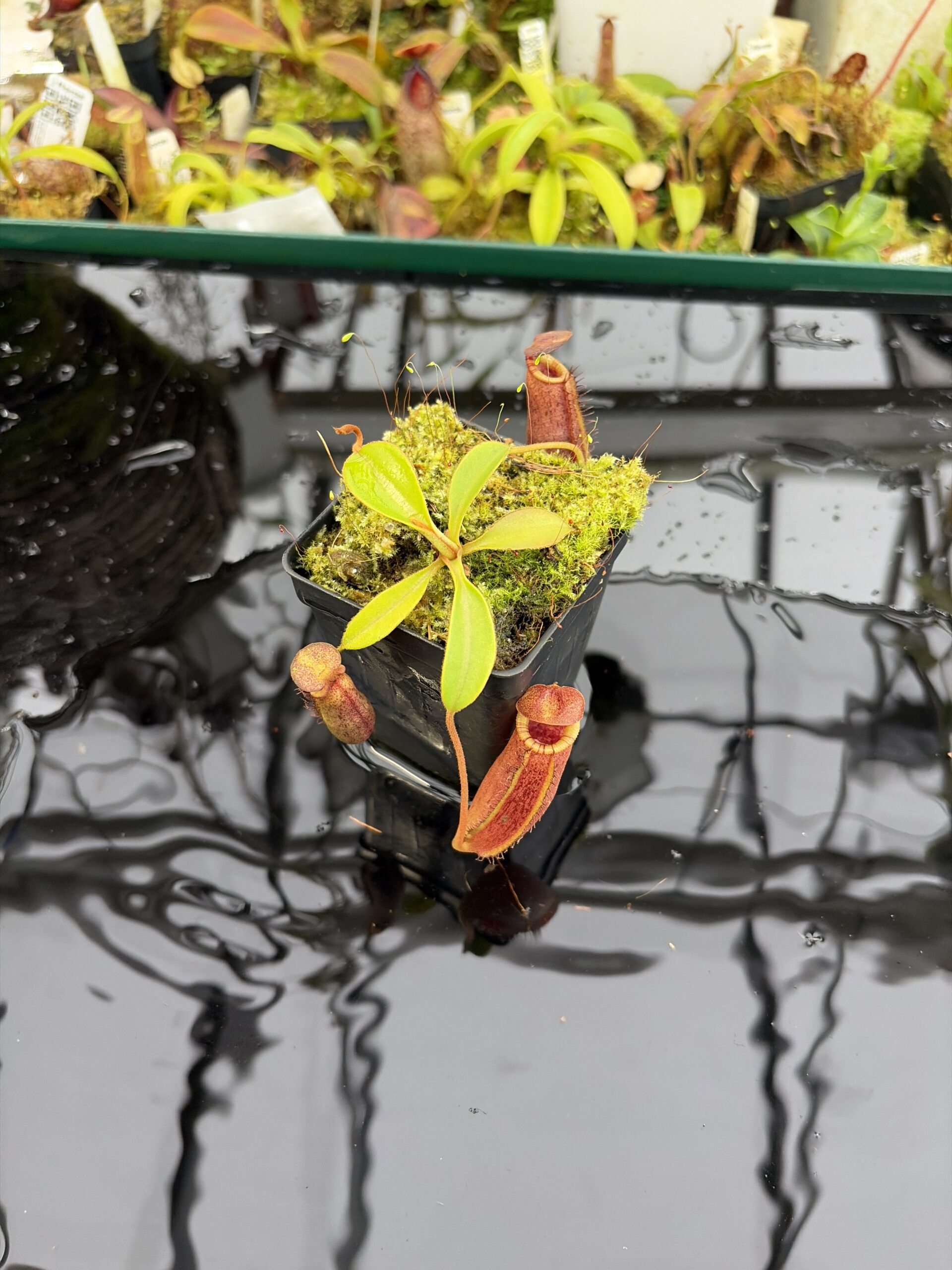 Wide Angle of Nepenthes spectabilis x lowii | Borneo Exotics | BE-4524 | H27167