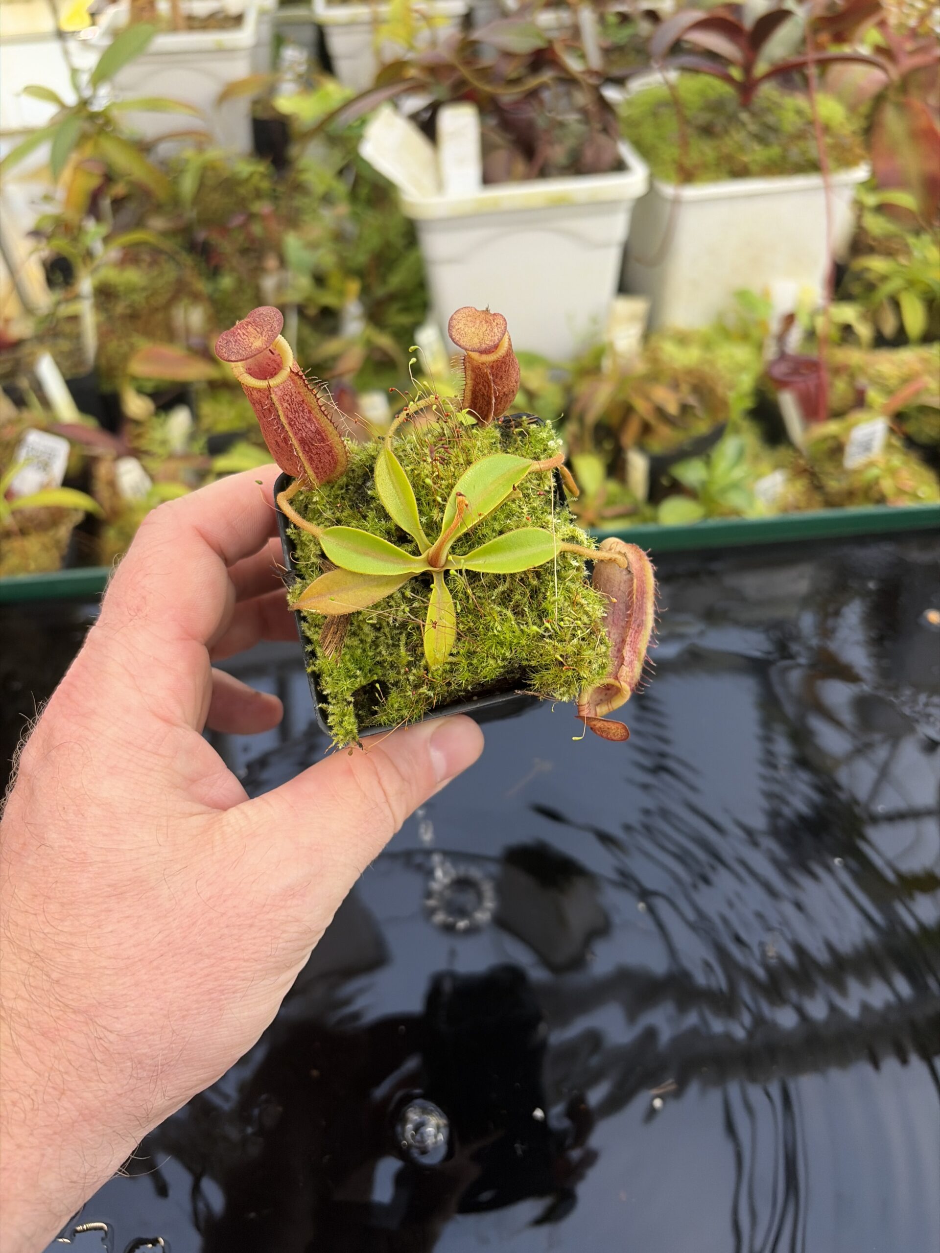 Wide Angle of Nepenthes spectabilis x lowii | Borneo Exotics | BE-4524 | H27426
