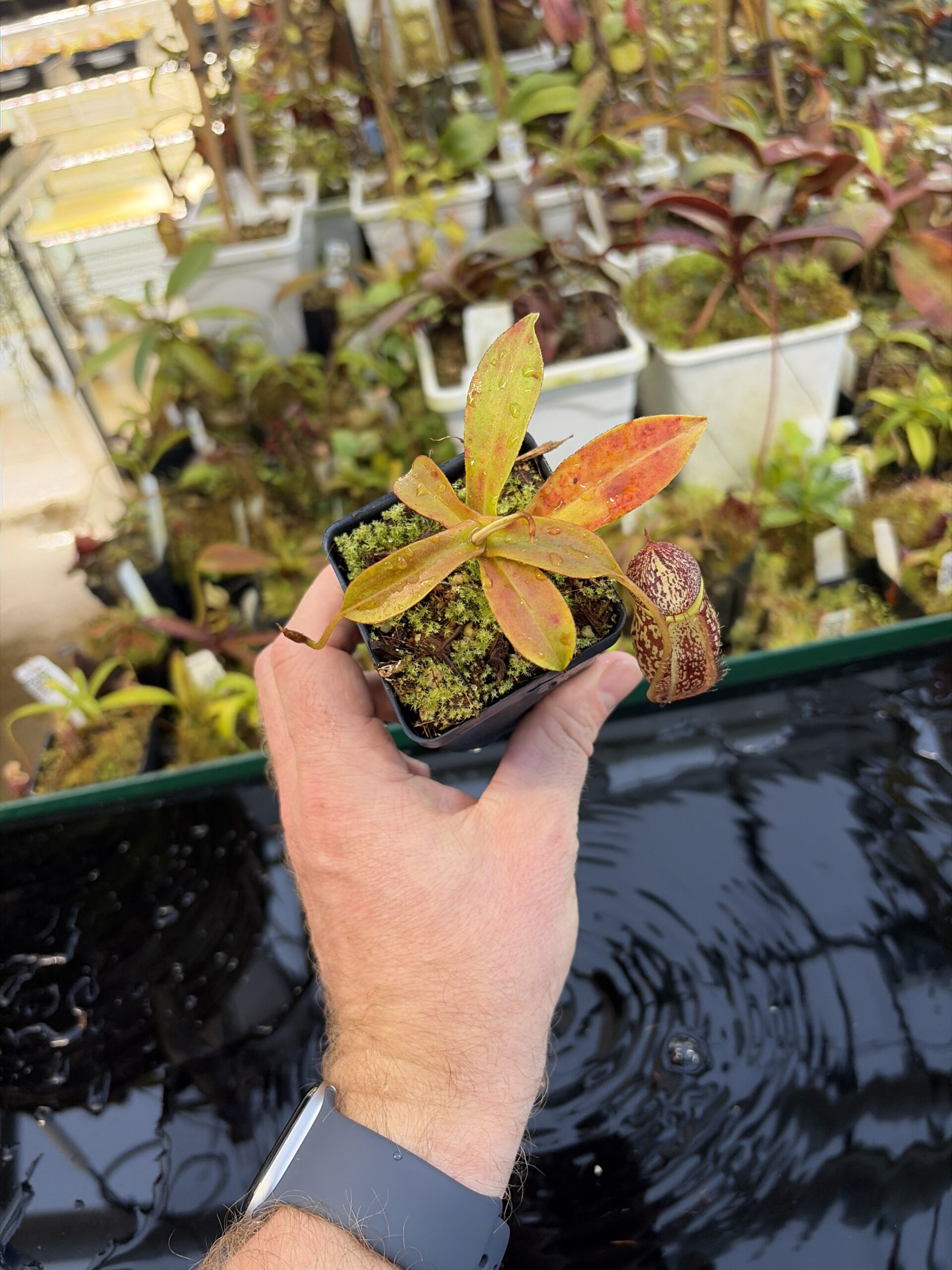 Wide Angle of Nepenthes spectabilis x mira | Borneo Exotics | BE-3181 | H27080