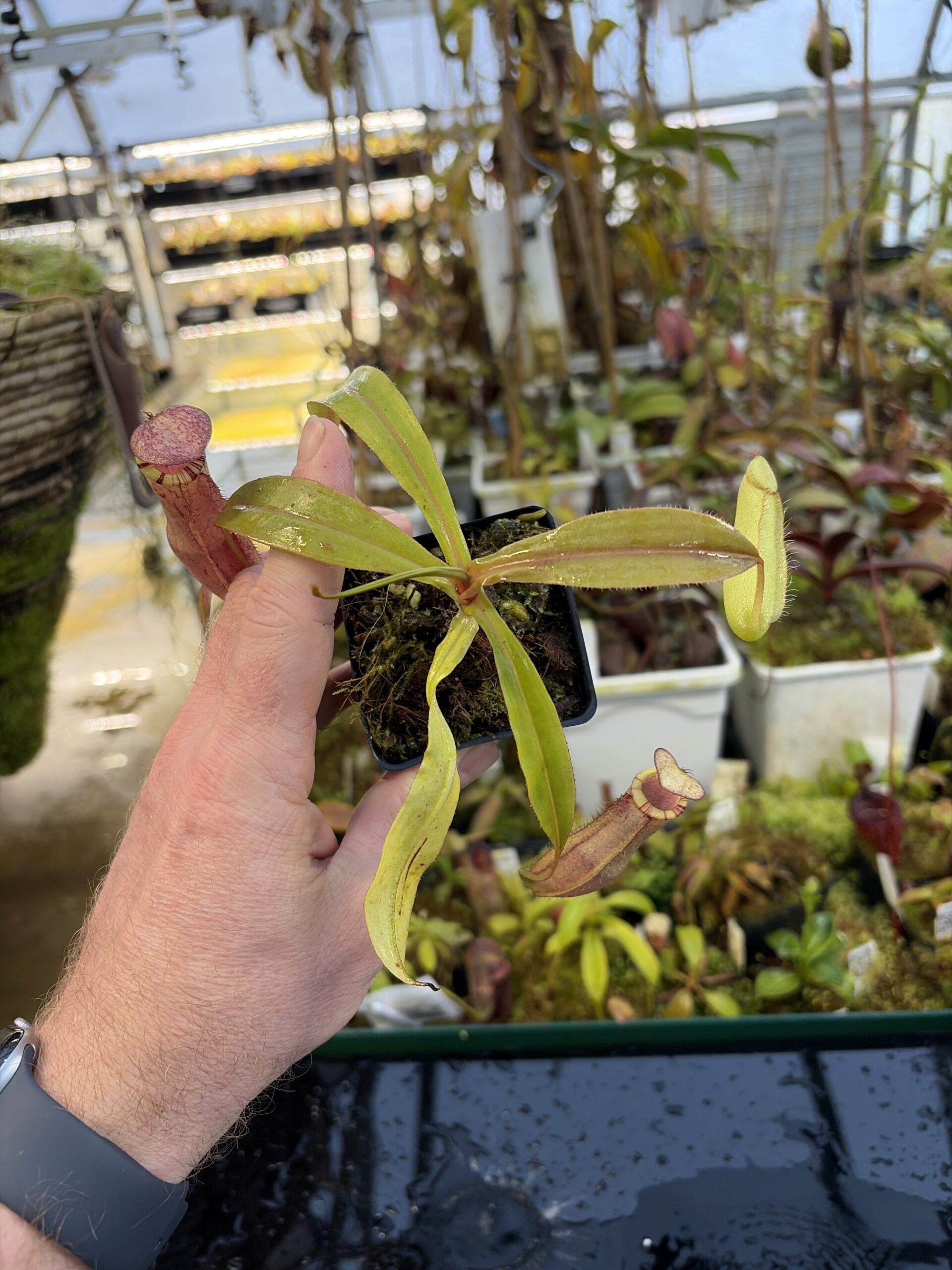 Wide Angle of Nepenthes spectabilis x mirabilis var. globosa | Borneo Exotics | BE-4523 | IN27254
