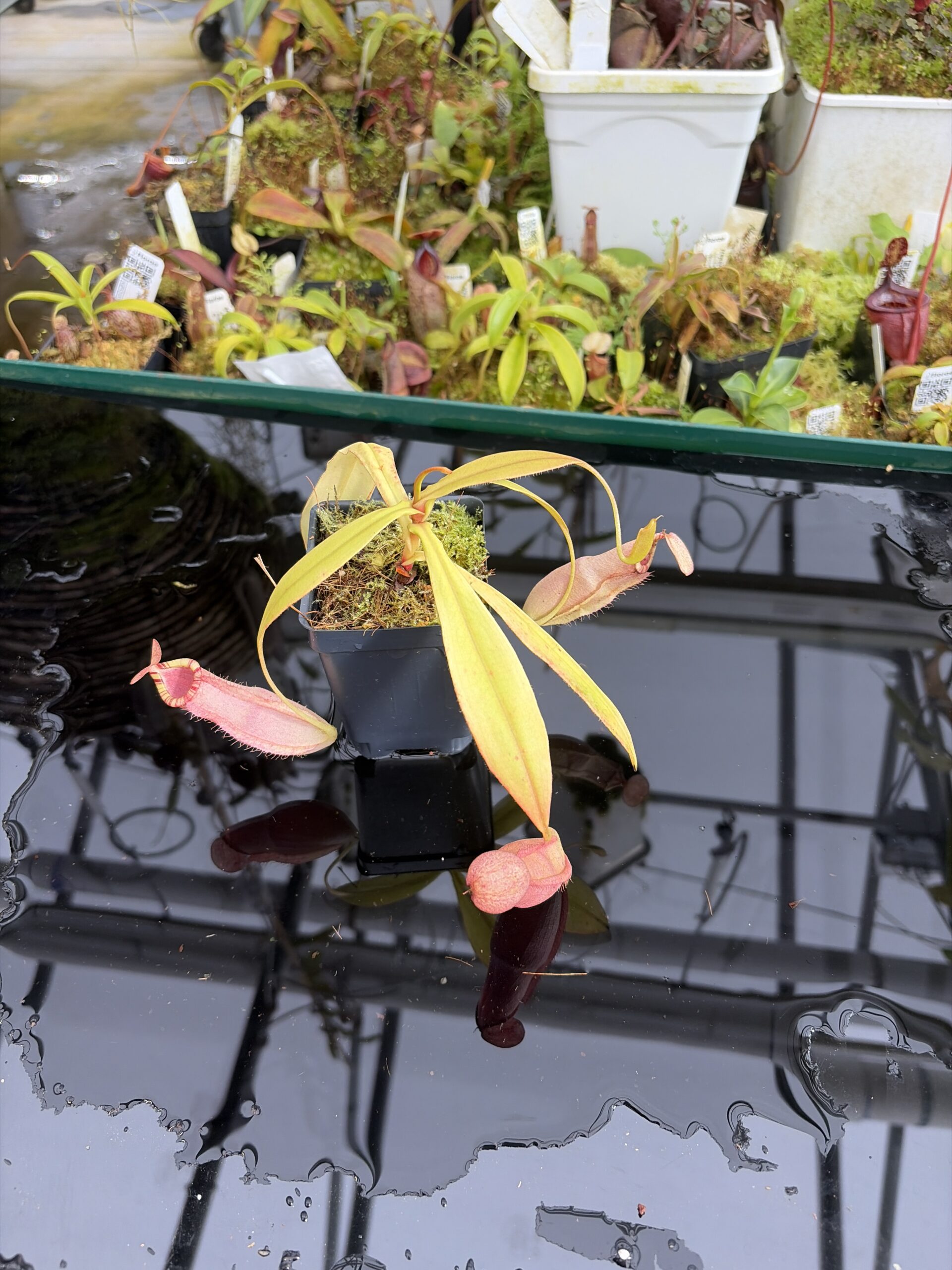 Wide Angle of Nepenthes spectabilis x mirabilis var. globosa | Borneo Exotics | BE-4523 | IN27359